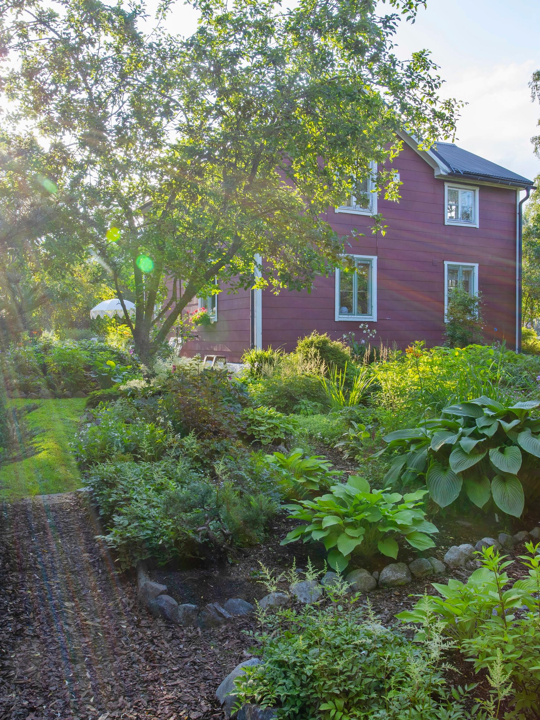 Helena kehitti nerokkaan tavan tehdä perennapenkkejä, ja pahasti pusikoituneesta tontista muovautui huikea puutarha