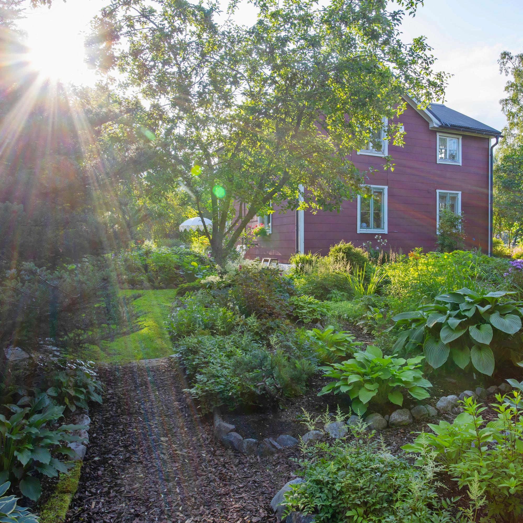 Helena kehitti nerokkaan tavan tehdä perennapenkkejä, ja pahasti pusikoituneesta tontista muovautui huikea puutarha
