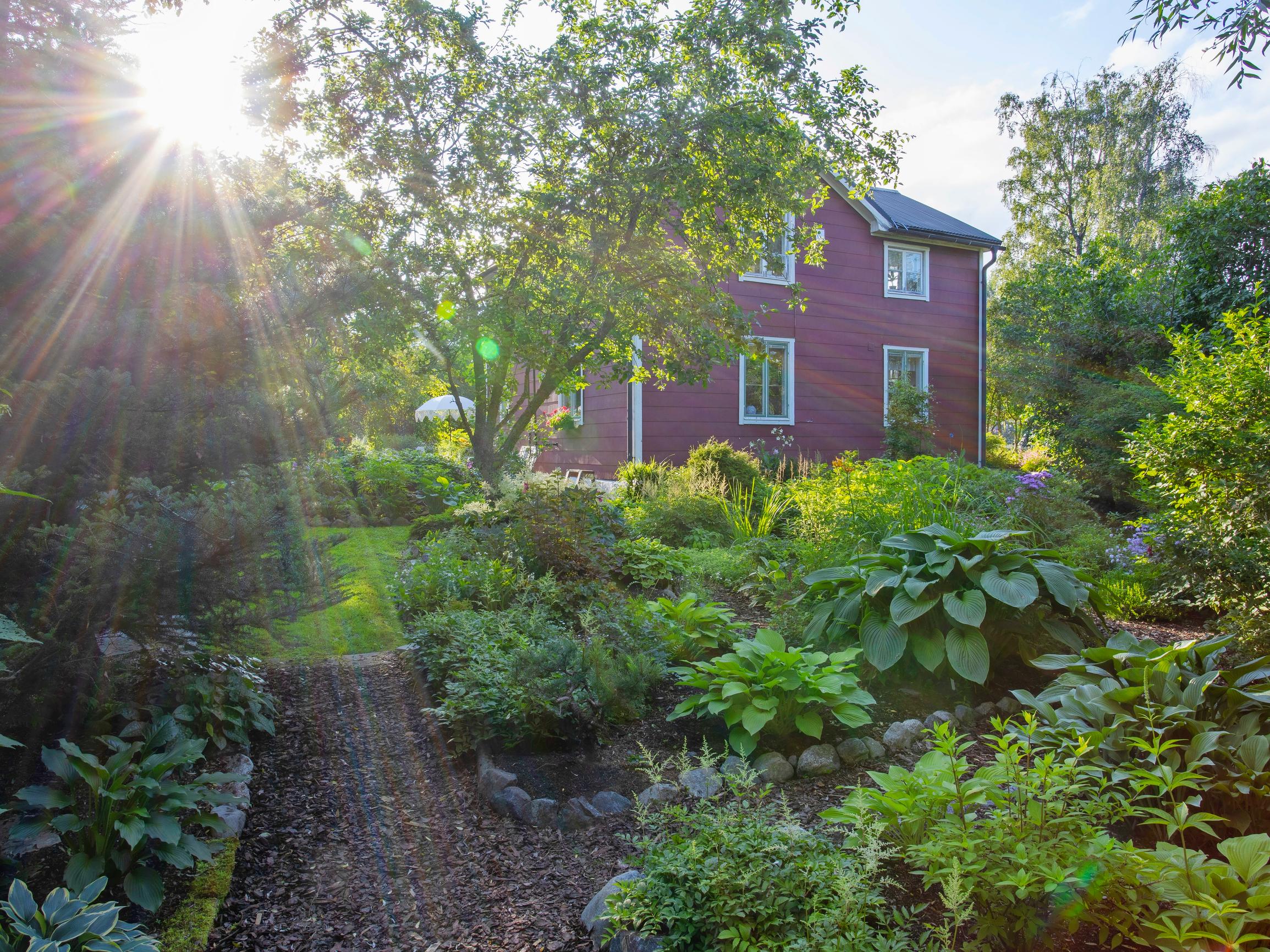 Helena kehitti nerokkaan tavan tehdä perennapenkkejä, ja pahasti pusikoituneesta tontista muovautui huikea puutarha