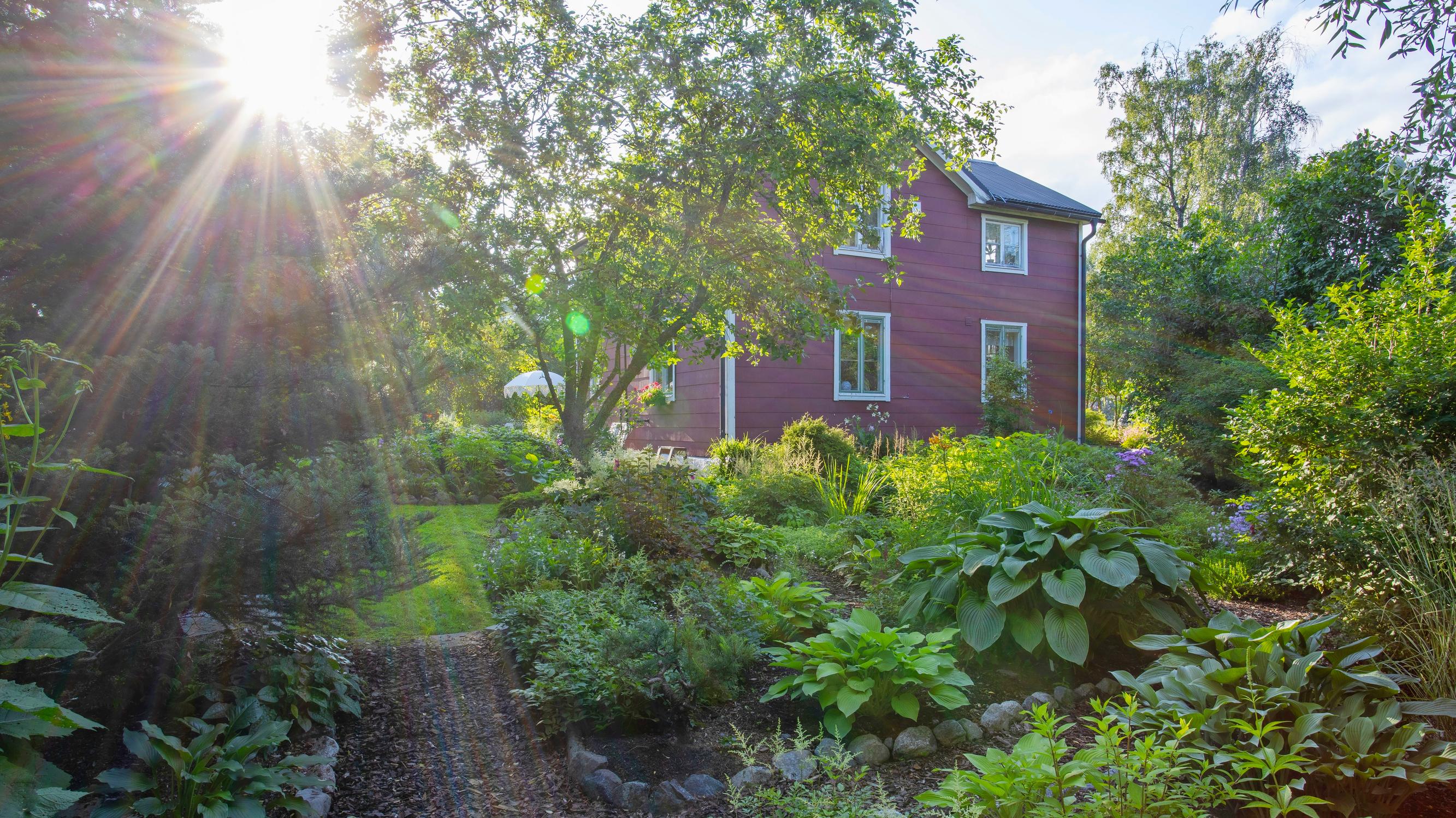 Helena kehitti nerokkaan tavan tehdä perennapenkkejä, ja pahasti pusikoituneesta tontista muovautui huikea puutarha