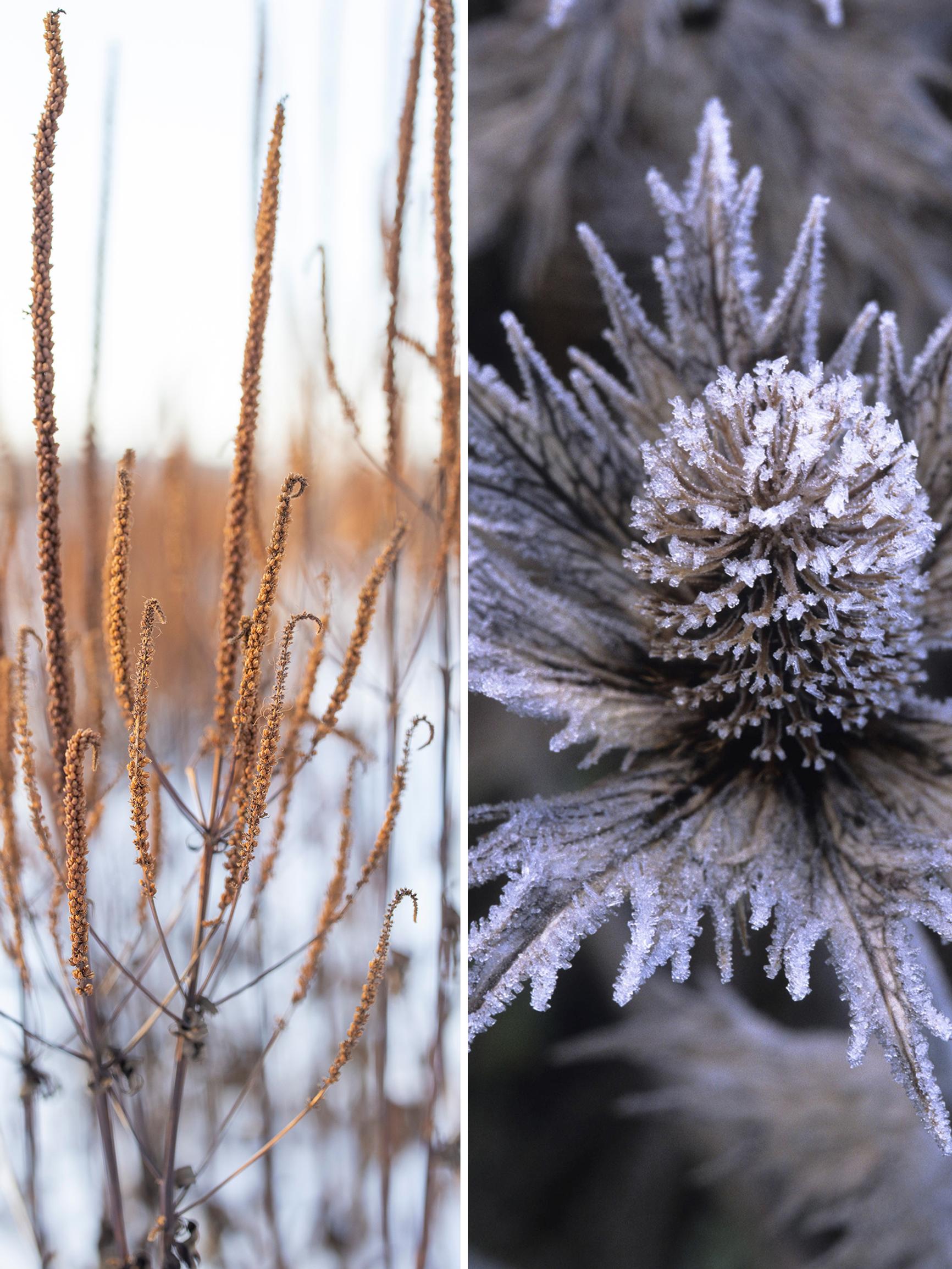 Nämä kolme perennaa hurmaavat (myös) talviasussaan – ja kesällä niiden kukat ovat pölyttäjien suosikkeja