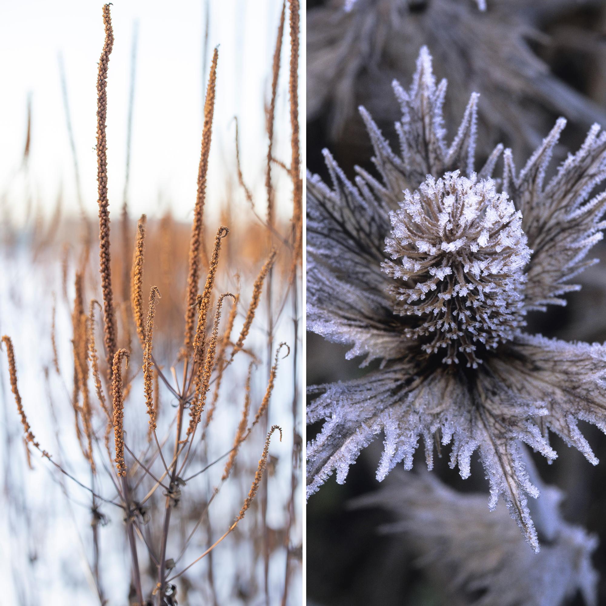 Nämä kolme perennaa hurmaavat (myös) talviasussaan – ja kesällä niiden kukat ovat pölyttäjien suosikkeja