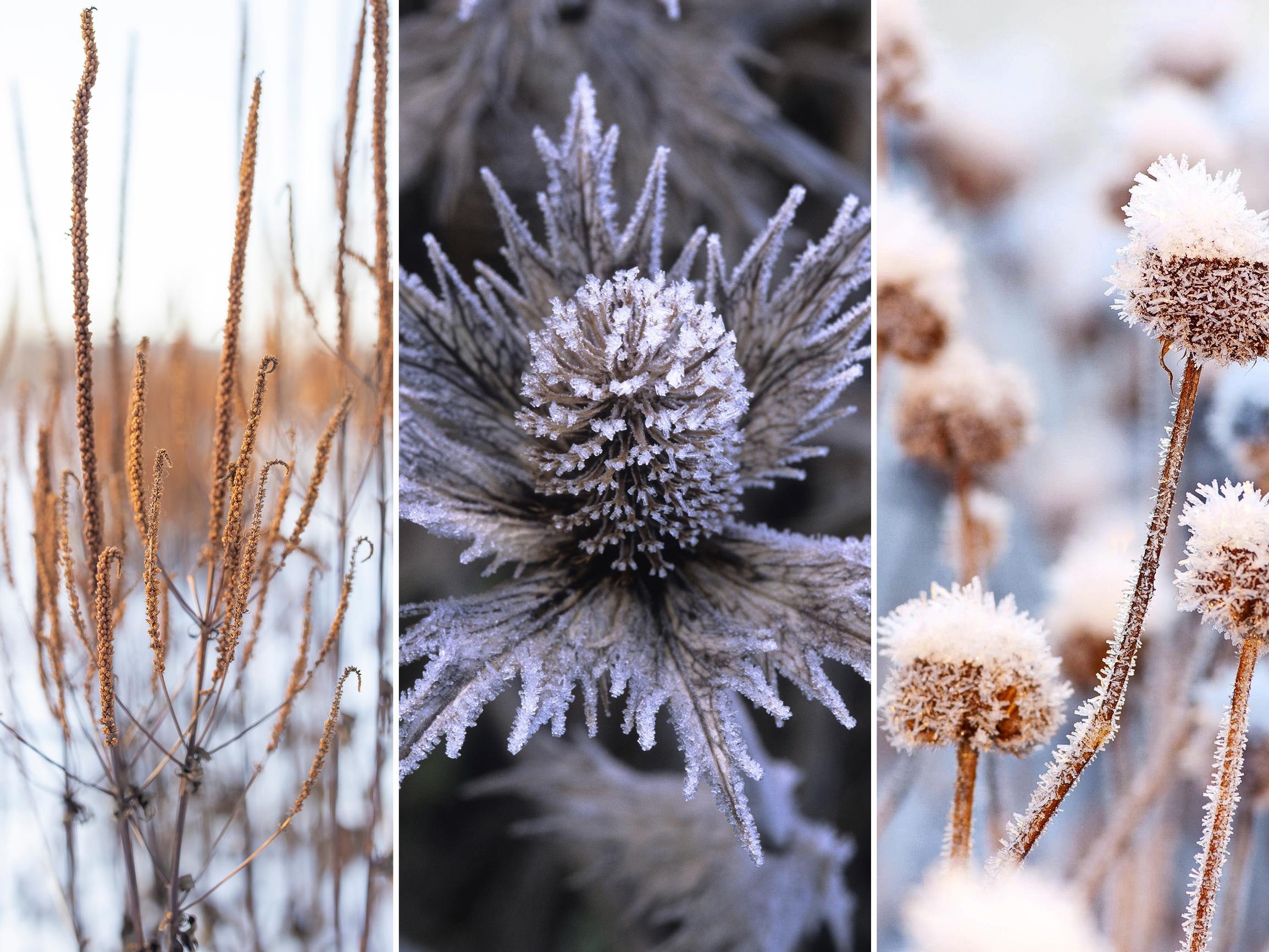 Nämä kolme perennaa hurmaavat (myös) talviasussaan – ja kesällä niiden kukat ovat pölyttäjien suosikkeja