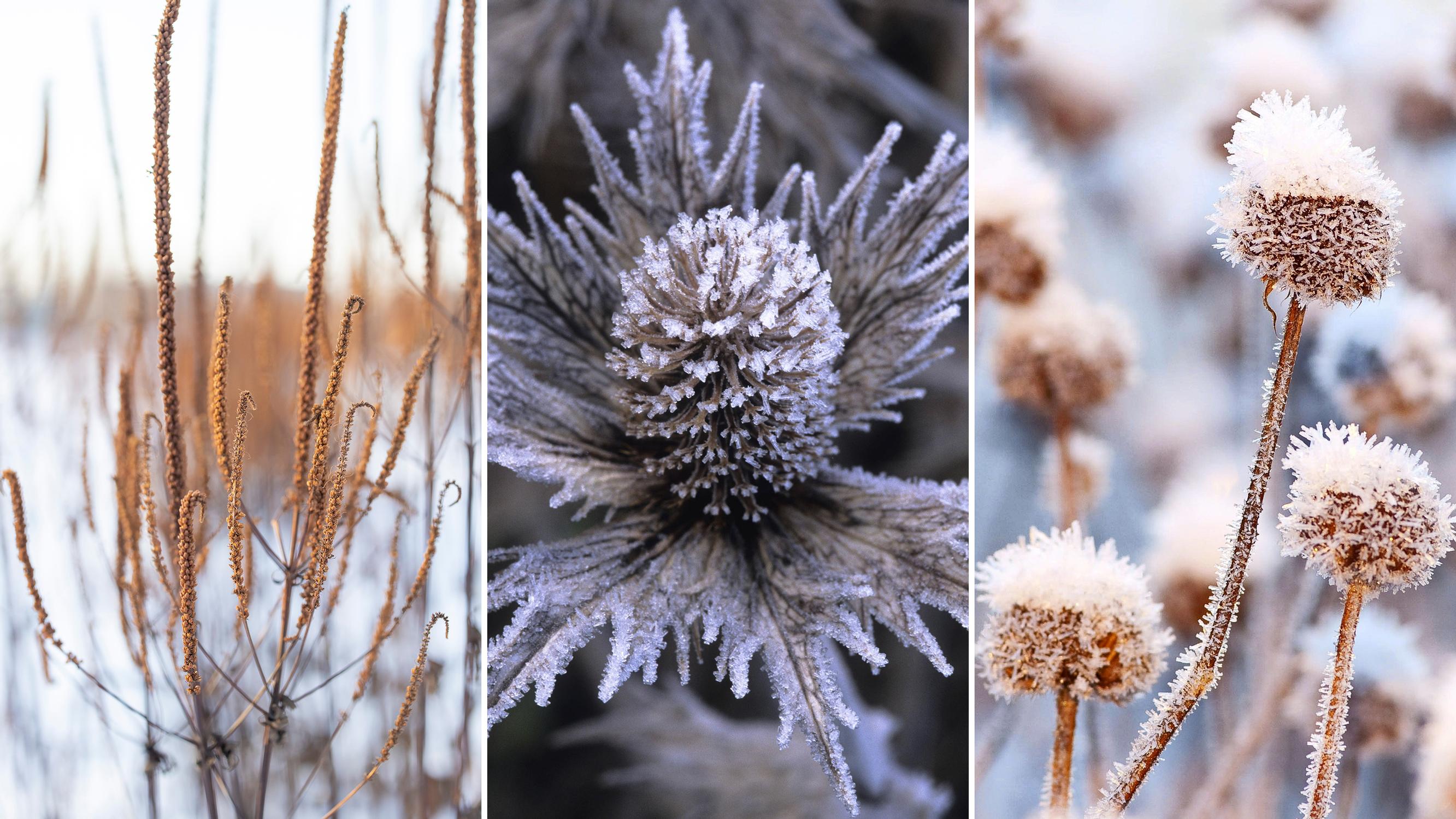 Nämä kolme perennaa hurmaavat (myös) talviasussaan – ja kesällä niiden kukat ovat pölyttäjien suosikkeja