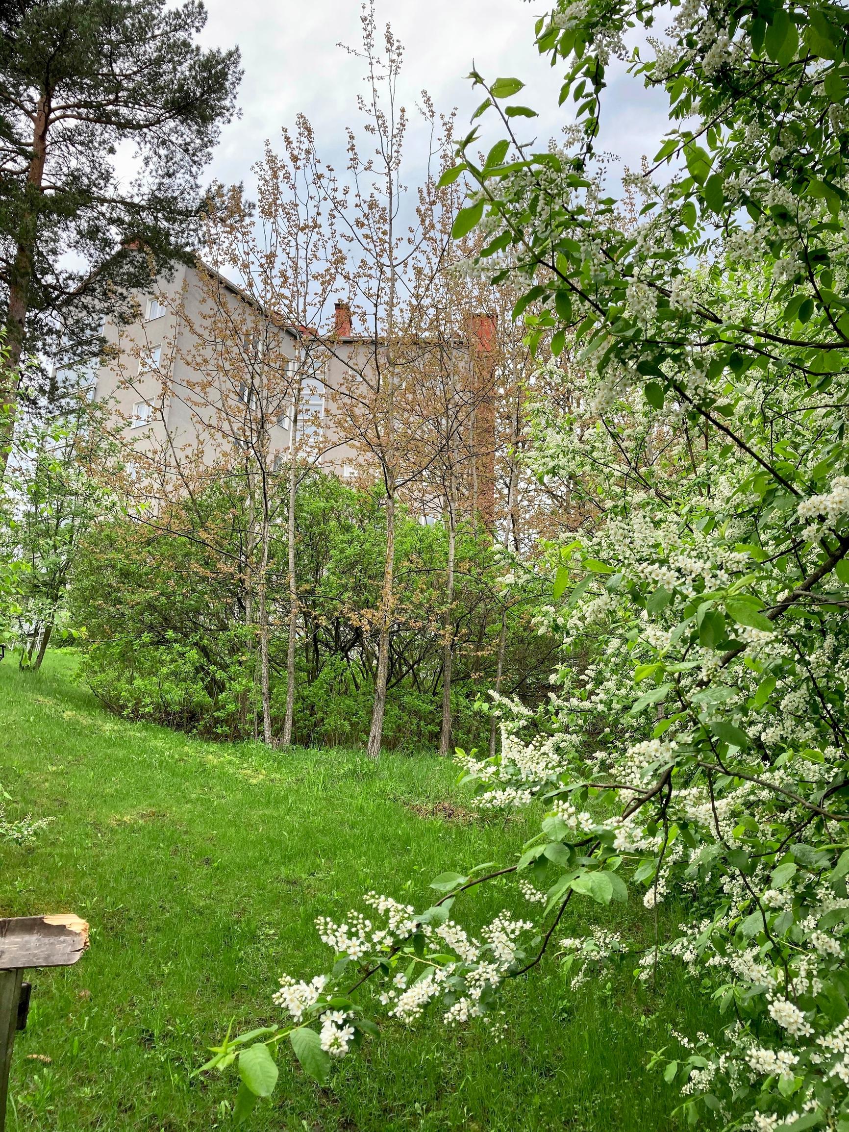 Tuomi kukkii puistossa