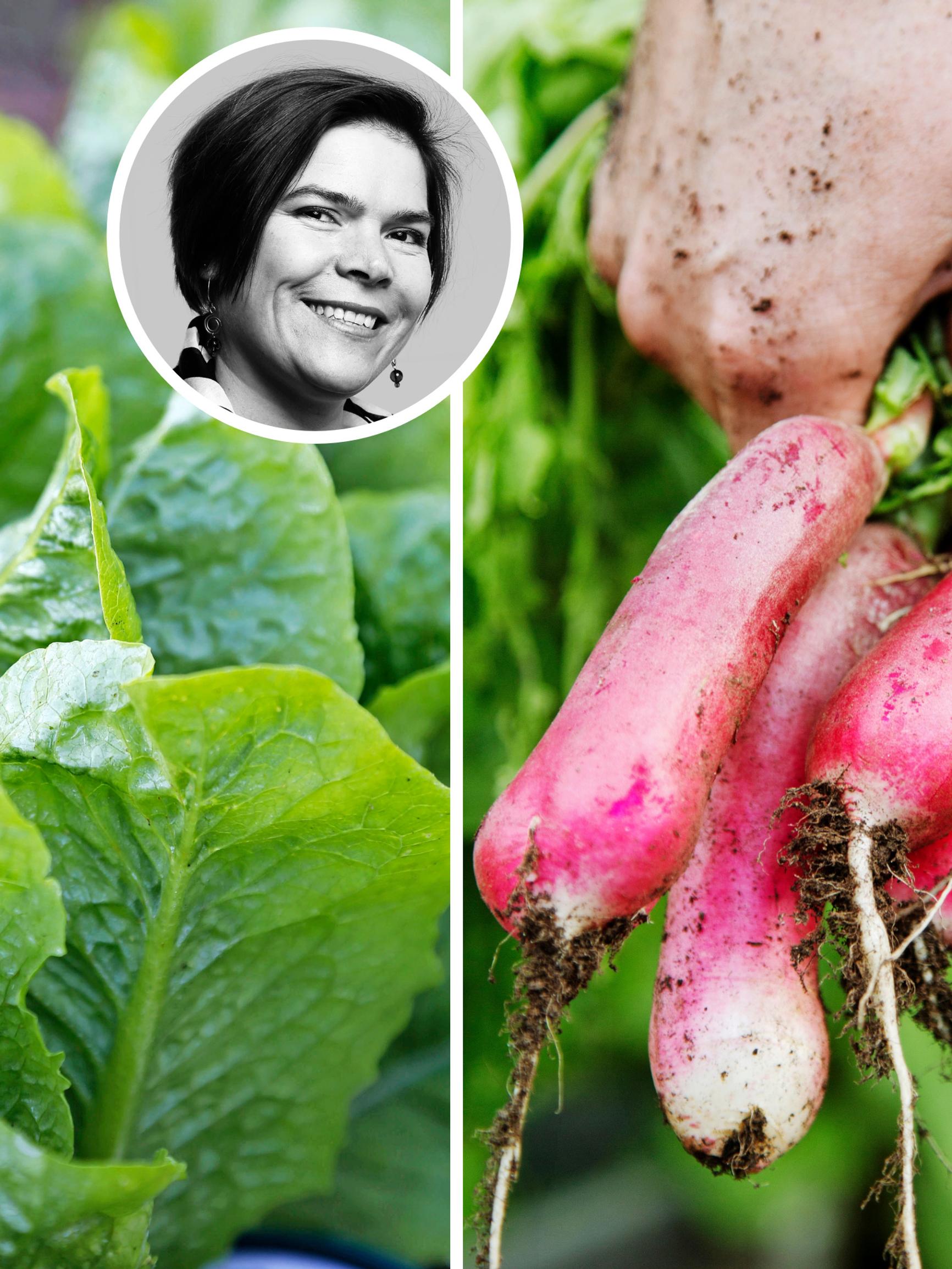 Parhaat kasvit talvikylvöihin! Puutarhavaikuttaja Johanna Vireaho valitsi kuusi varmaa lajia, jotka kannattaa kylvää keskellä talvea