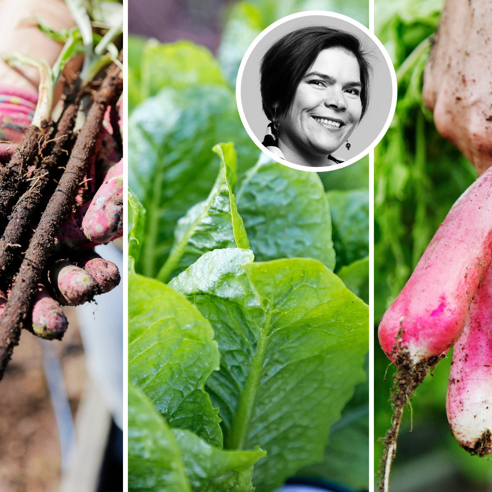 Parhaat kasvit talvikylvöihin! Puutarhavaikuttaja Johanna Vireaho valitsi kuusi varmaa lajia, jotka kannattaa kylvää keskellä talvea 