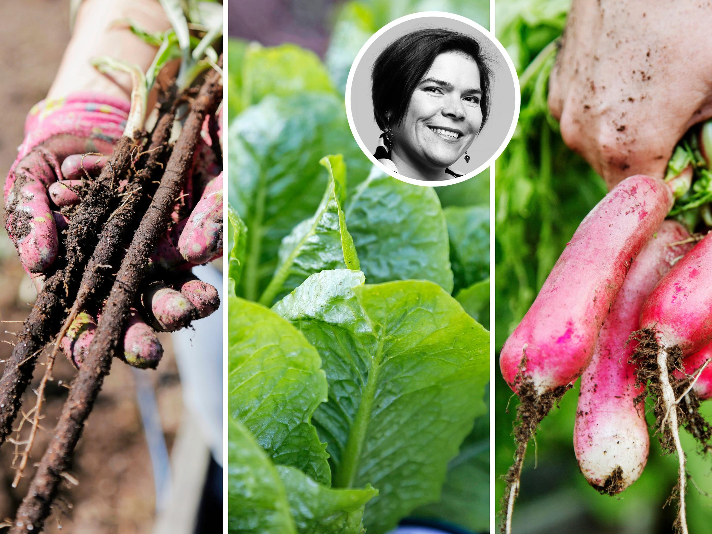 Parhaat kasvit talvikylvöihin! Puutarhavaikuttaja Johanna Vireaho valitsi kuusi varmaa lajia, jotka kannattaa kylvää keskellä talvea 