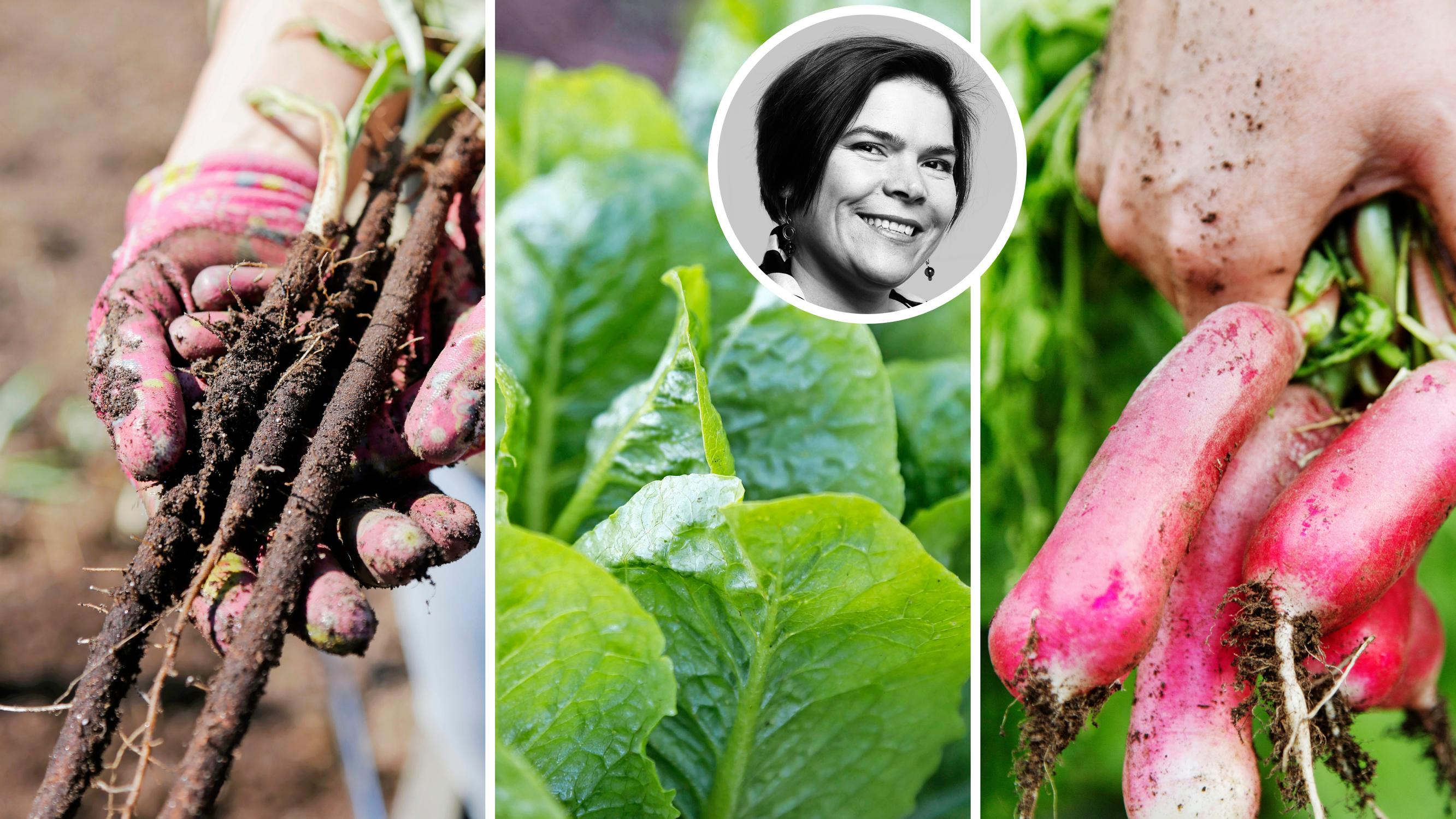 Parhaat kasvit talvikylvöihin! Puutarhavaikuttaja Johanna Vireaho valitsi kuusi varmaa lajia, jotka kannattaa kylvää keskellä talvea 