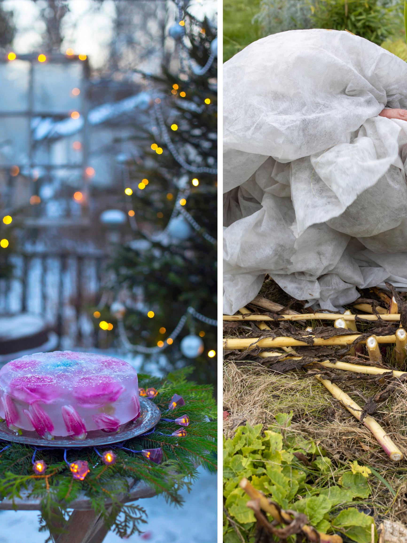 Tee nämä asiat puutarhassa joulukuussa – muistilista puutarhurille