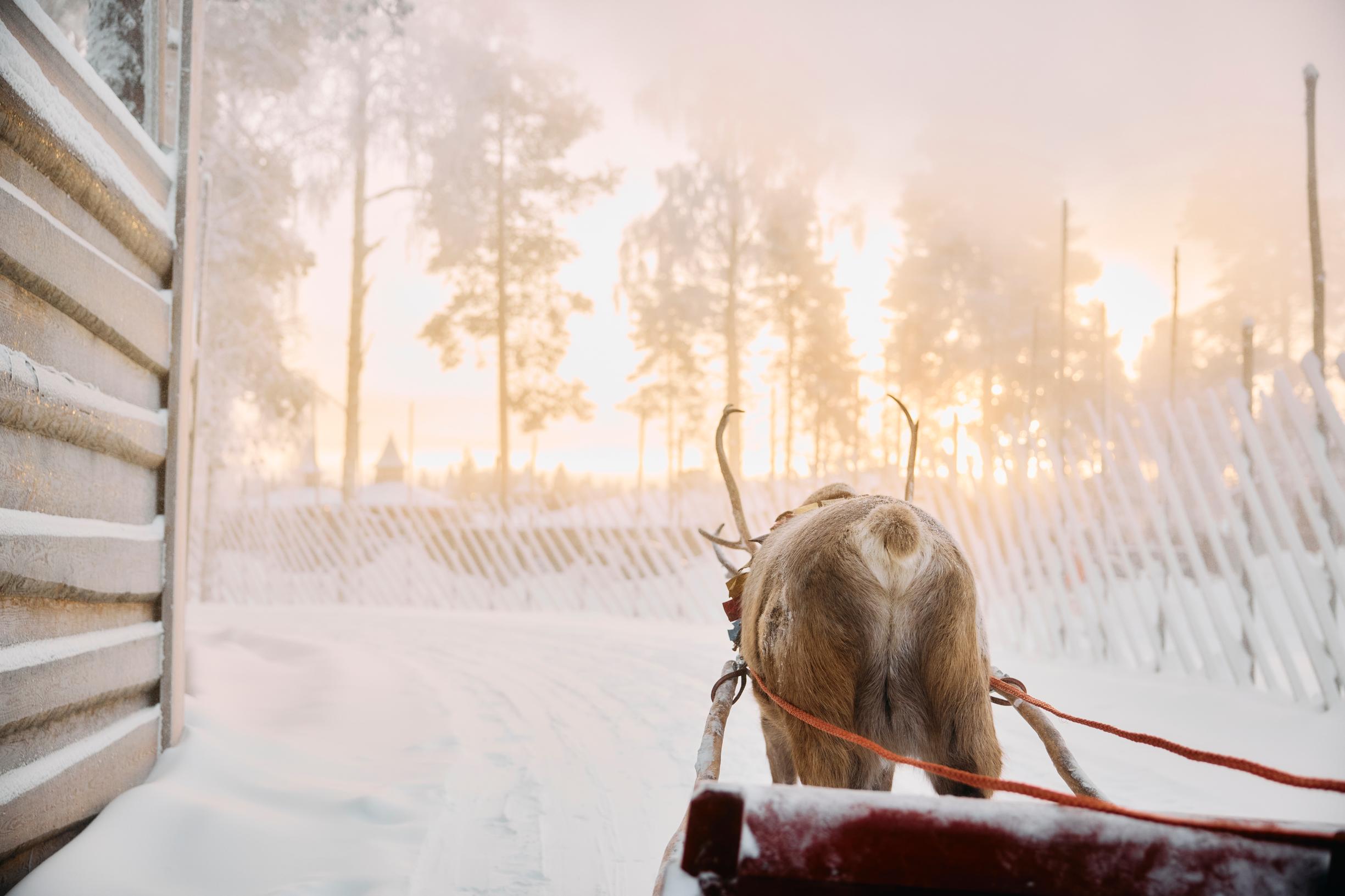 Joulupukin Pajakylä: poro vetää rekeä
