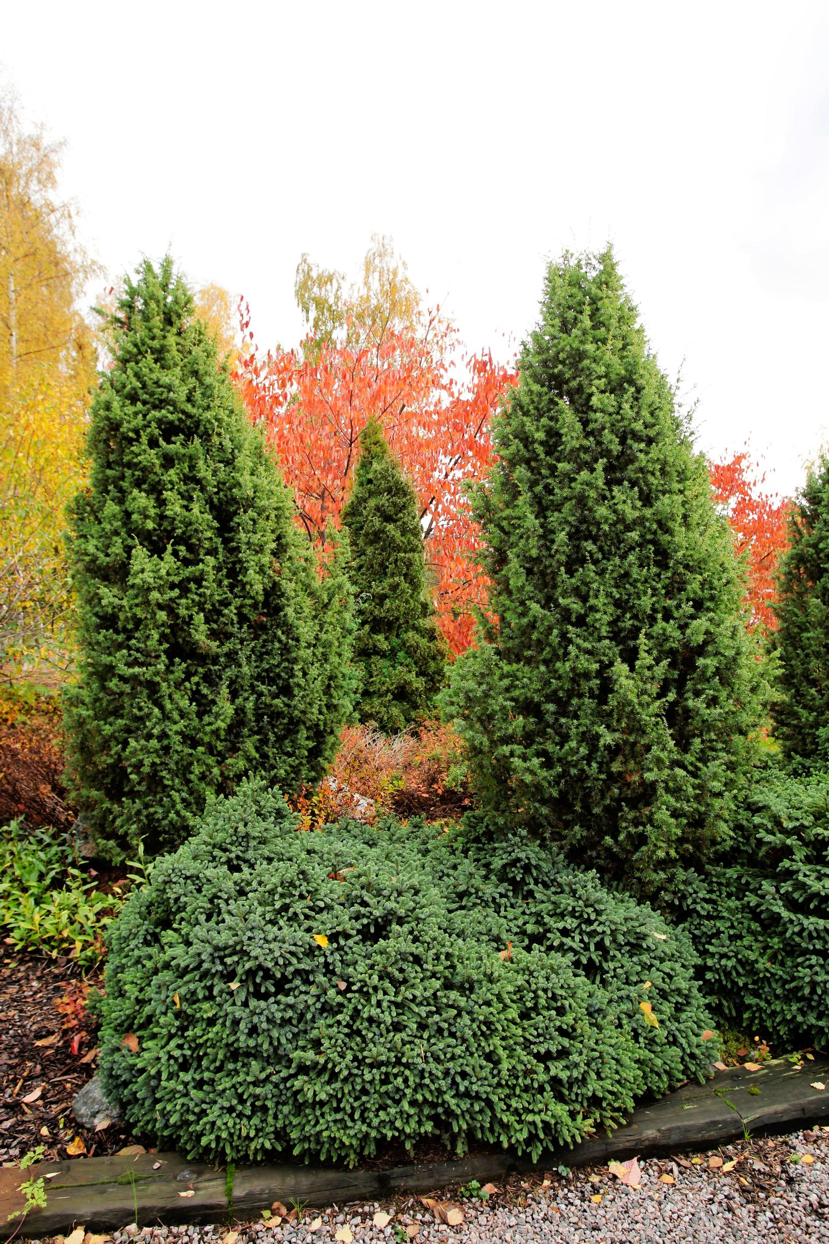 [Image] Matalan laakamaisen siilikuusen ja pystyjen kapeiden pilarikatajien muodost täydentävät toisiaan.