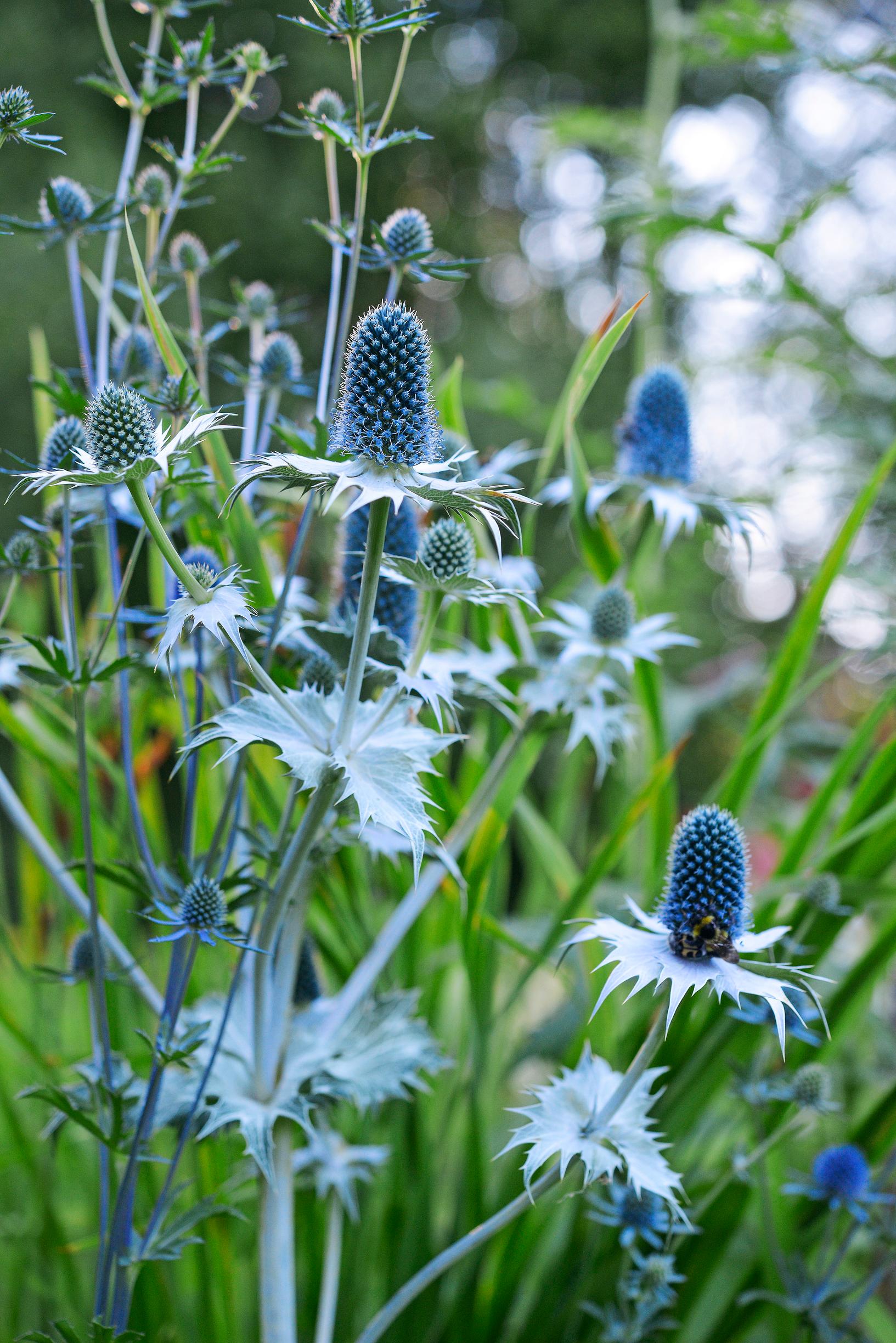 Kaksivuotiset kasvit: hohtopiikkiputki.
