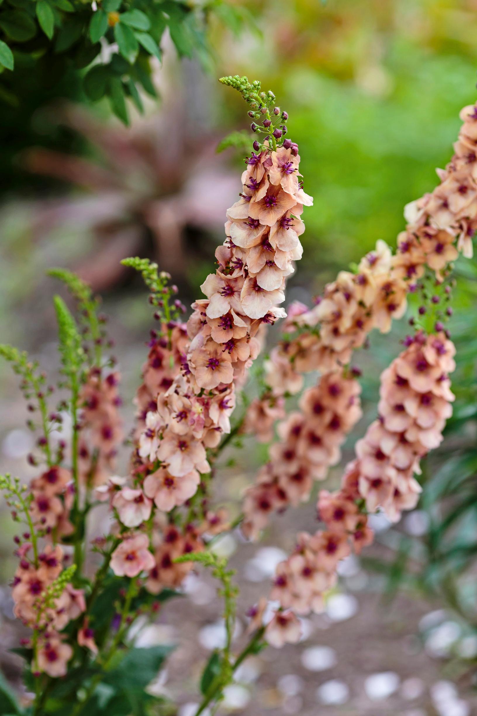 Tarhatulikukka 'Southern Charm'