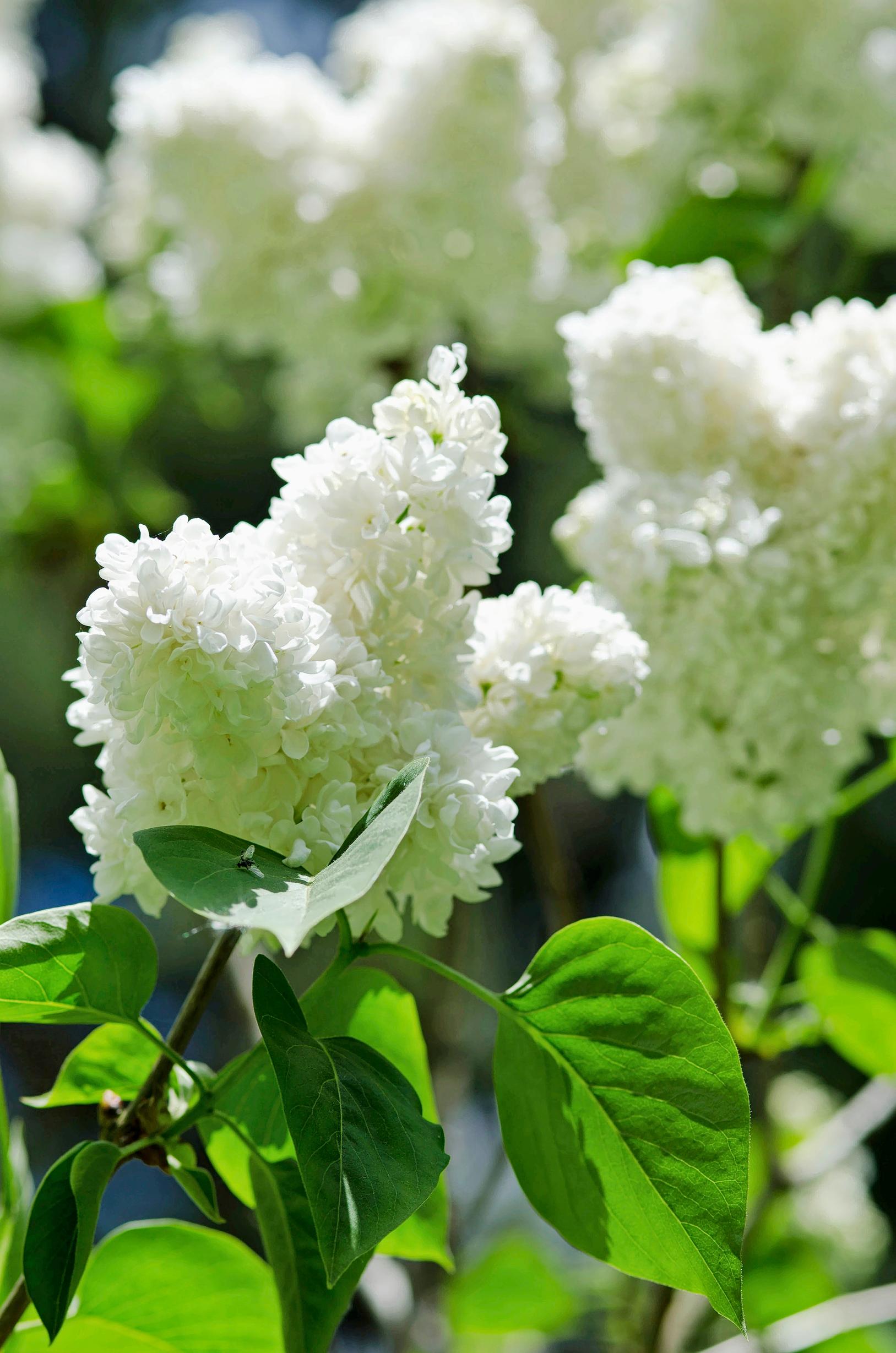 Syringa vulgaris 'Mme Lemoine'