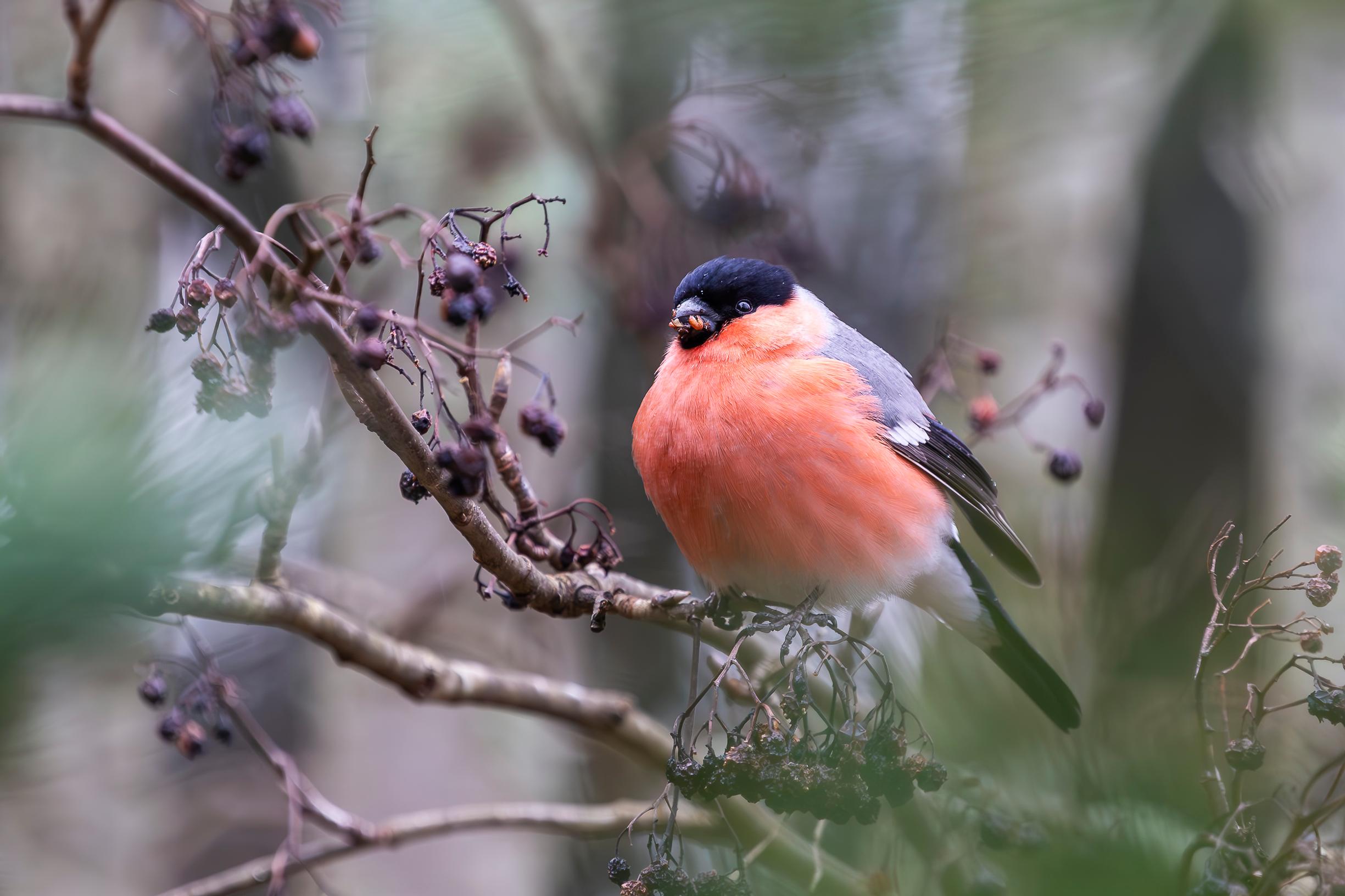 Aronian marjat maistuvat punatulkulle.