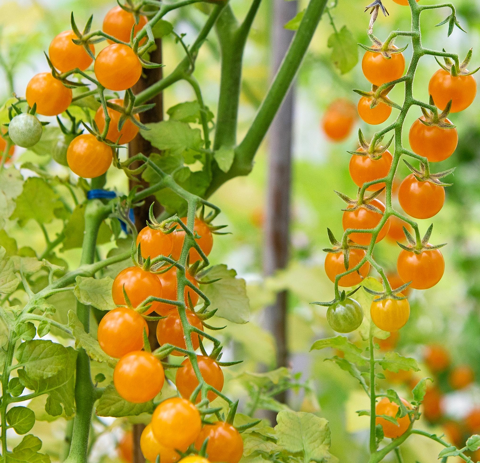 Herukkatomaatti 'Currant Yellow'