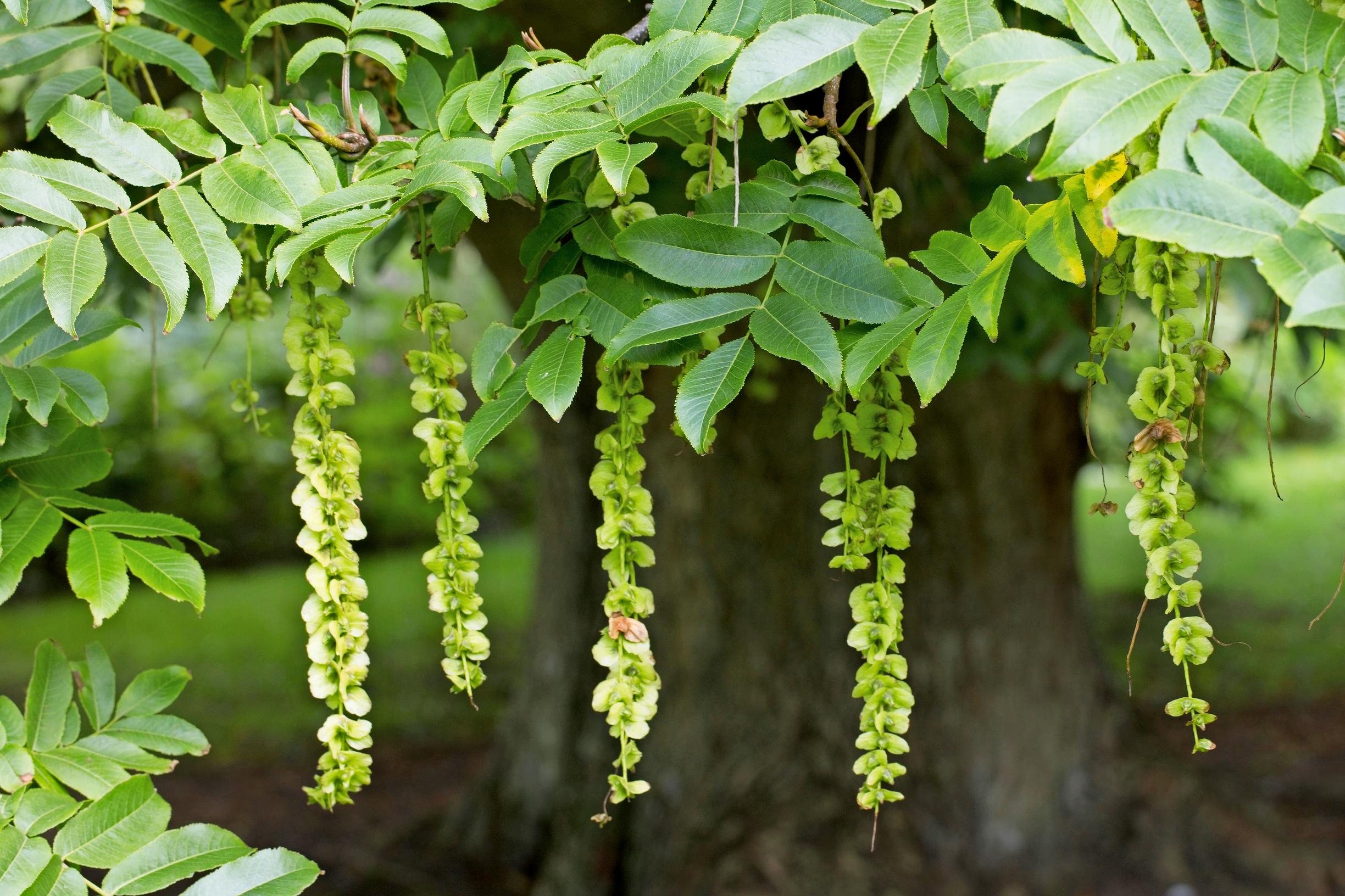 Japaninsiipipähkinä (Pterocarya rhoifolia)