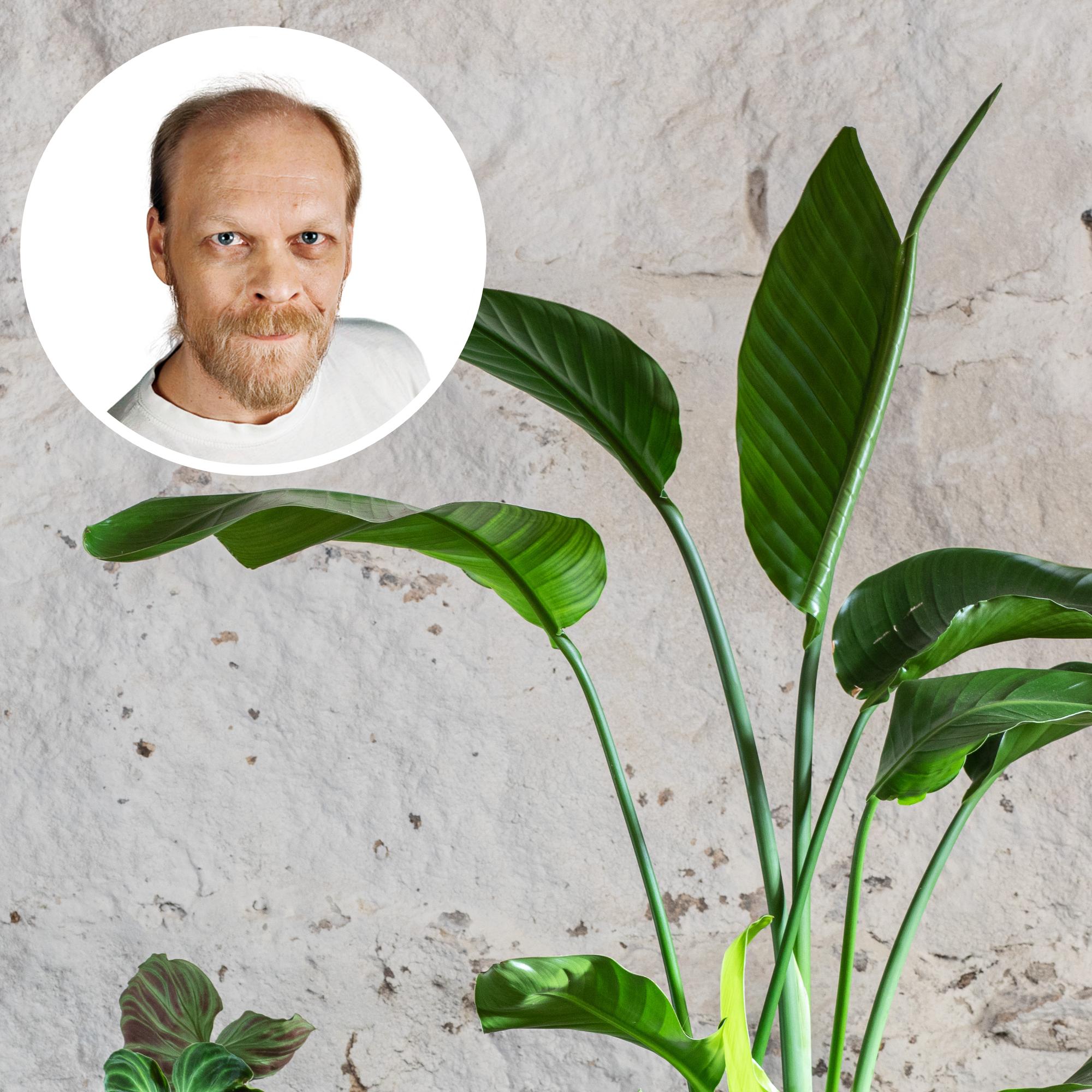 Helppo kolibrikukka voi hujahtaa nopeasti kattoon asti – asiantuntija kertoo hoitovinkit ja milloin kasvista kannattaa napata ”poikasia”  