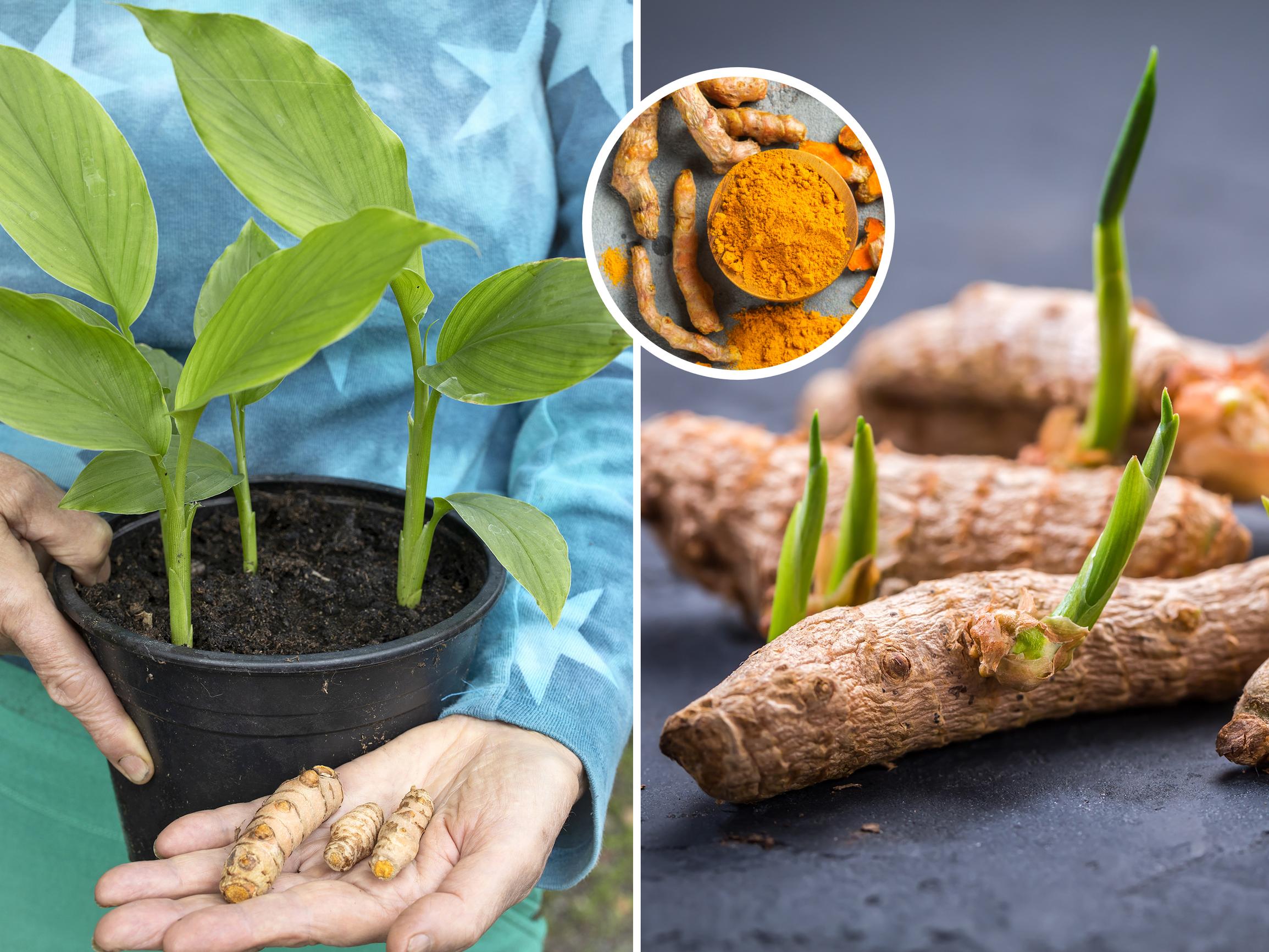 Kurkuman kasvatus – näin saat kaupan kurkumasta uutta satoa (ja ikkunalle vehreän huonekasvin)