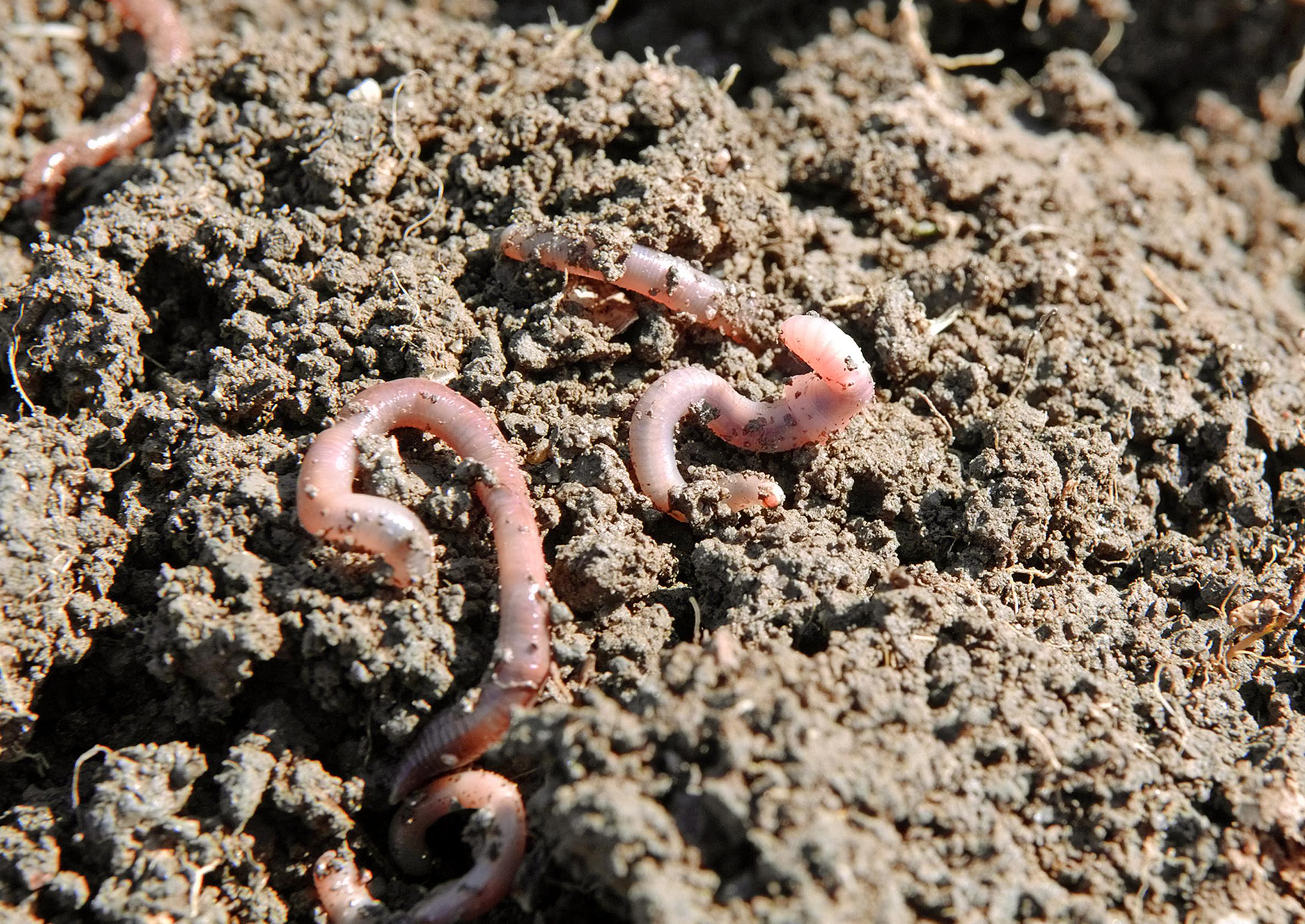 Vaal Mutta Insect 26 vinkkiä hyvään multaan | Viherpiha