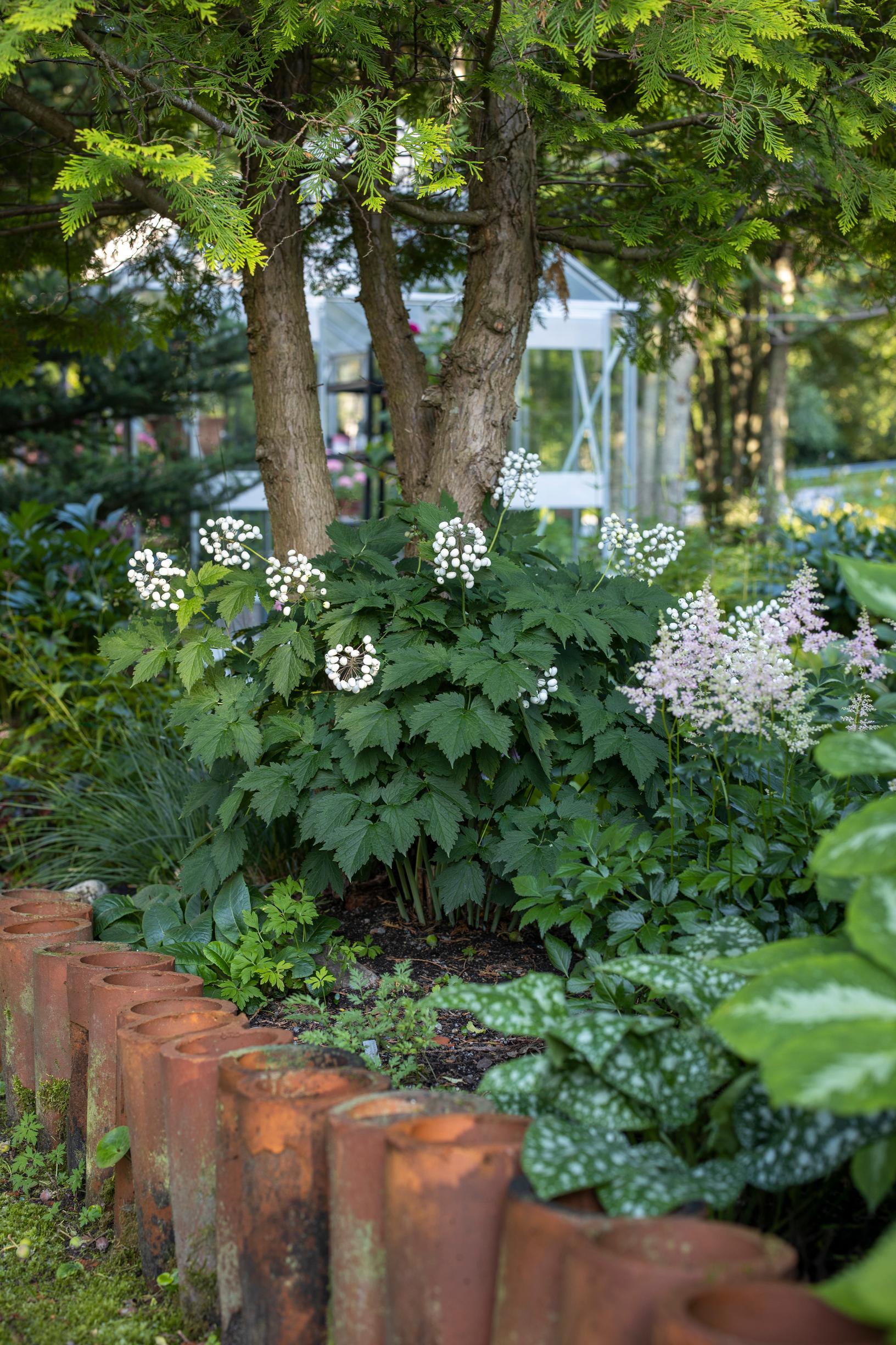 Salaojatiilien reunustamassa penkissä kasvaa valkokonnanmarja, jaloangervo ’Sister Theresa’ ja rohtoimikkä. Edessä oikealla näkyvät ’Azlan’-kärsäkallan lehdet.