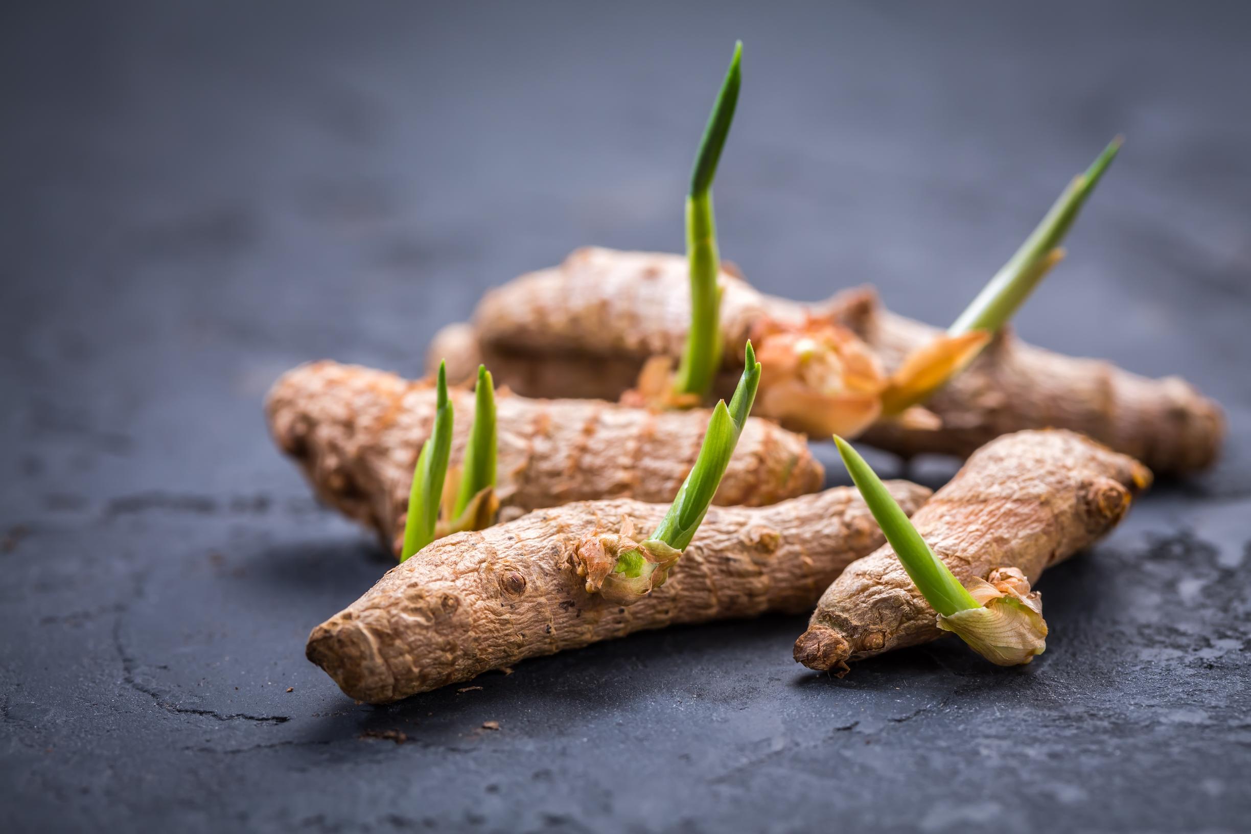 kurkuman kasvatus, viherkasvi kurkumasta