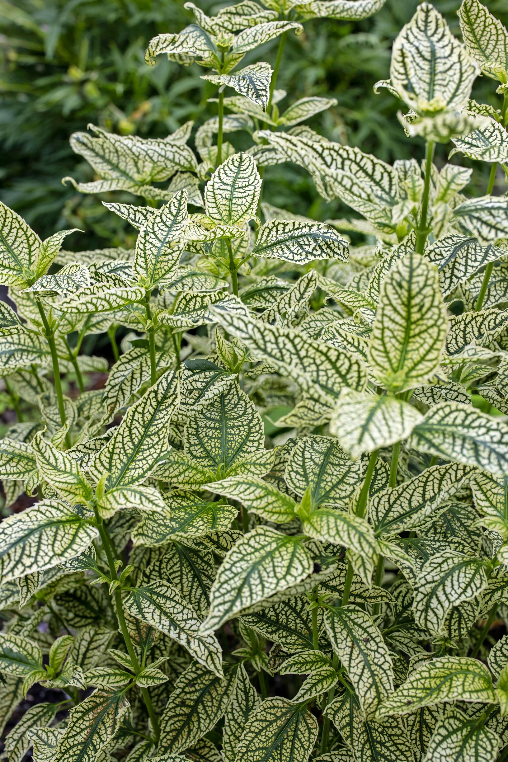 'Variegata’-isopäivänsilmä