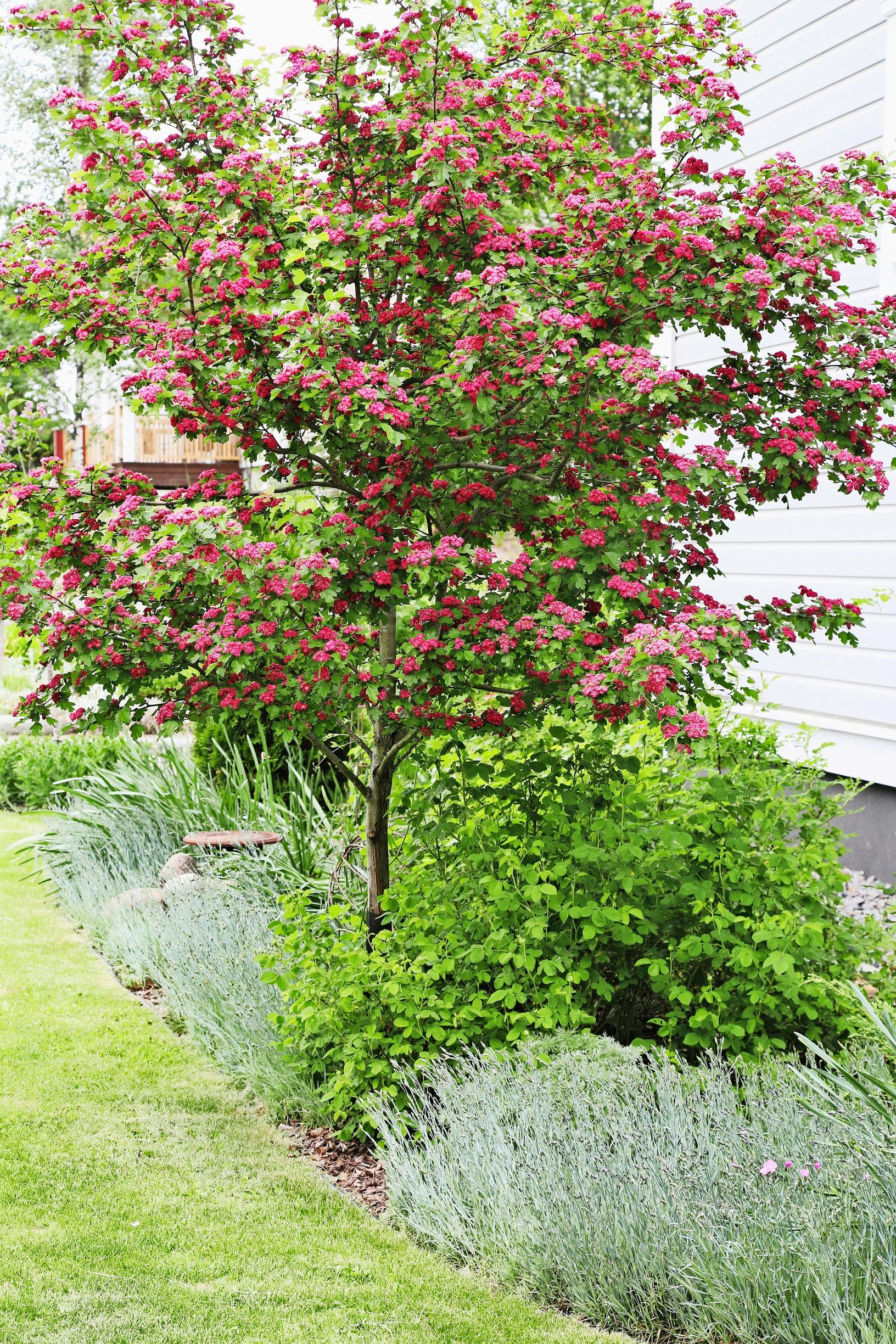 Ruusuorapihlaja ’Paul’s Scarlet’