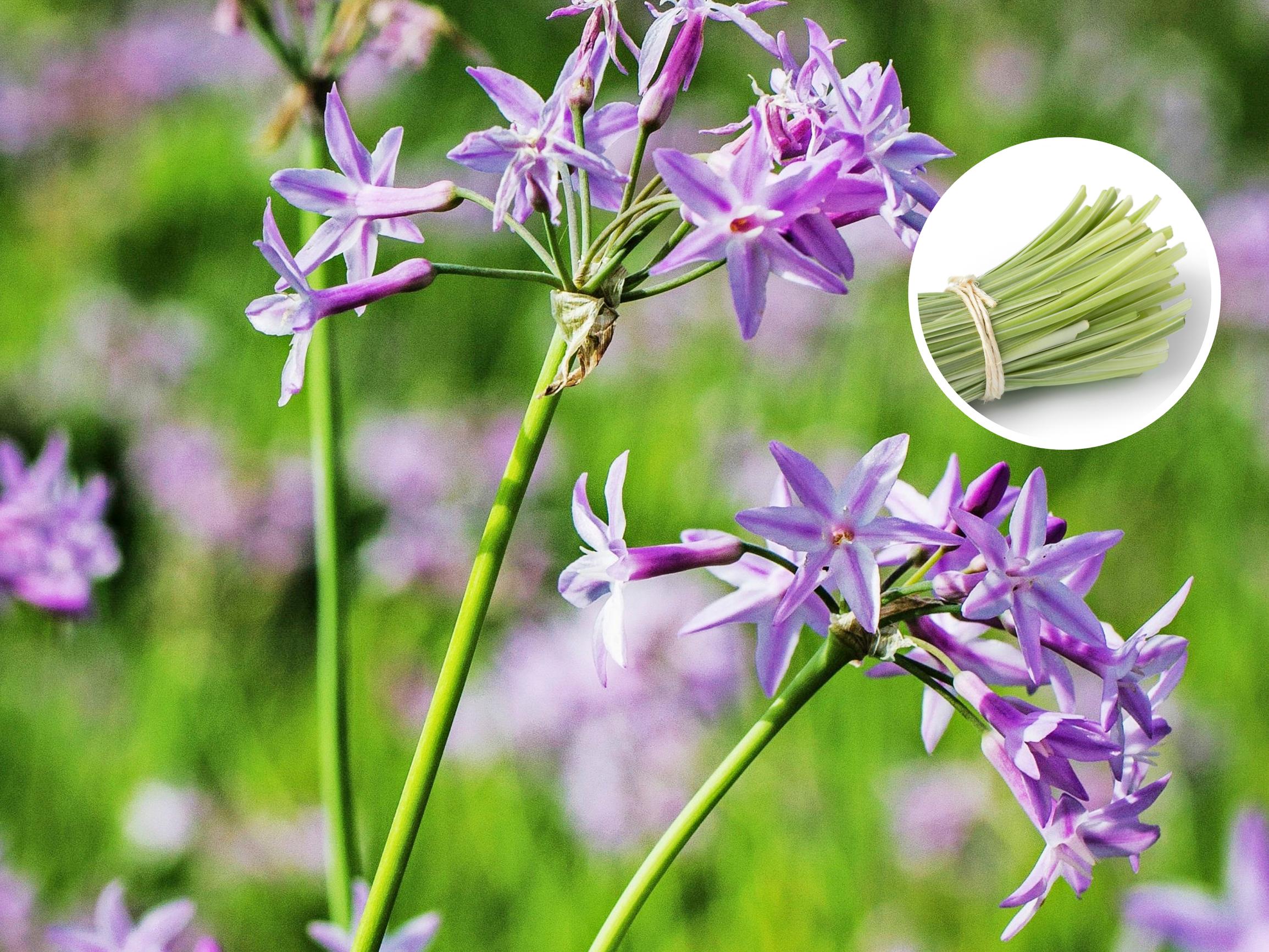 Kuvernöörinkukka antaa ruokiin valkosipulin makua – mutta ilman hajuhaittaa! Monivuotista lajia voi kasvattaa ruukussa vaikka parvekkeella