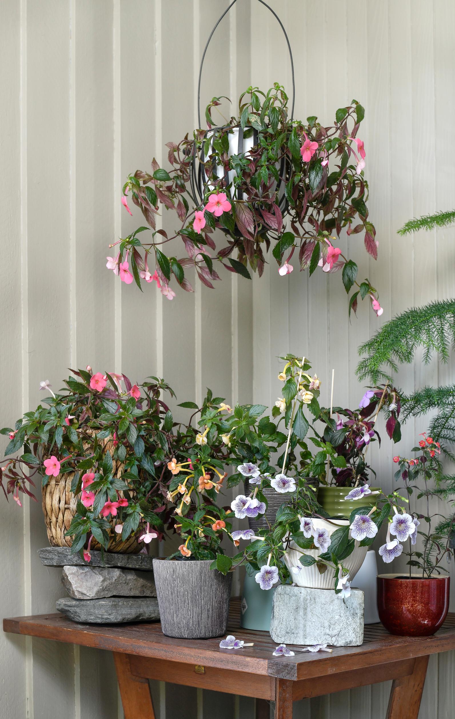 Mustanmerenruusu "Pink"