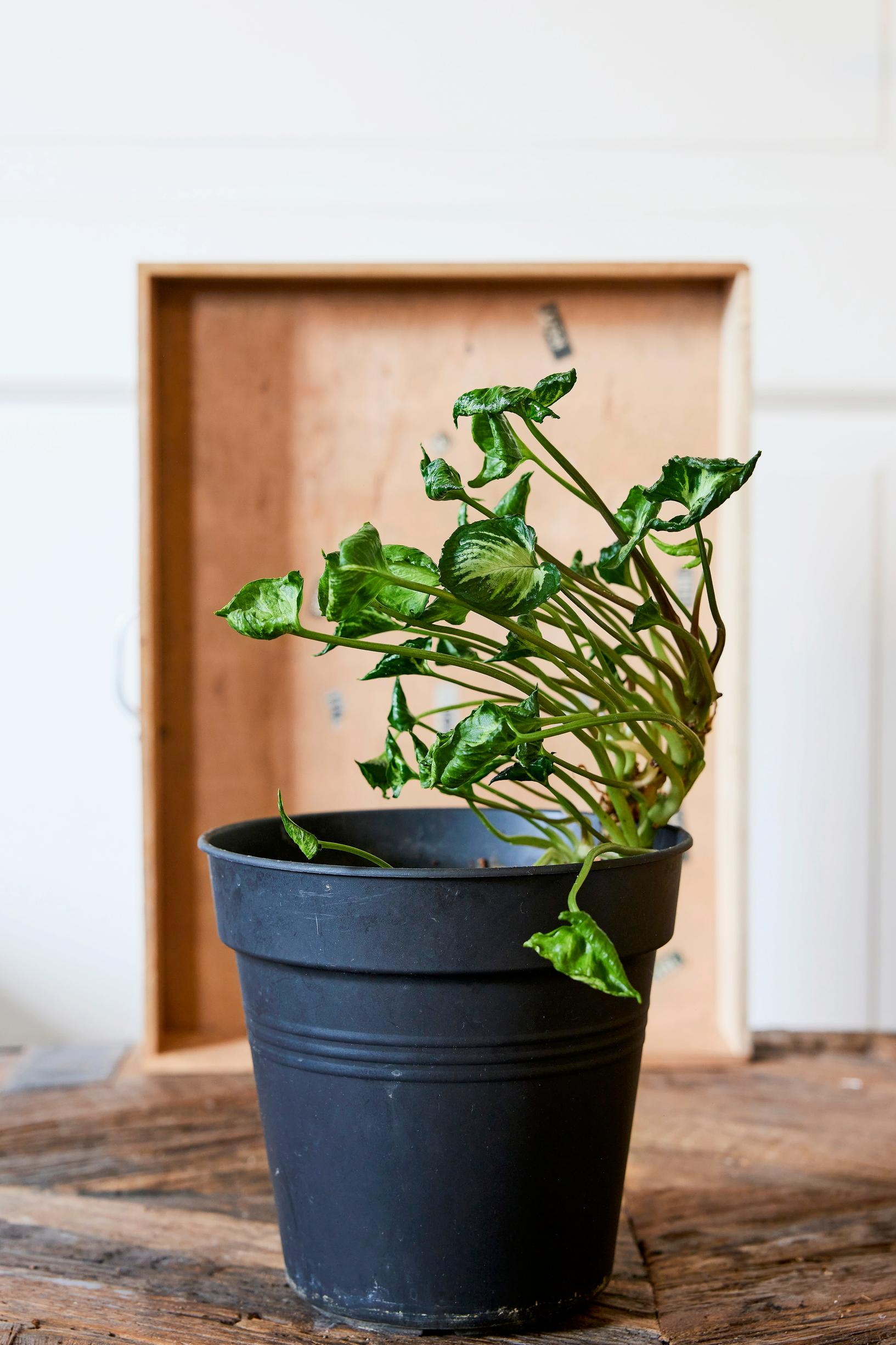 Muulinkultakorva ’Godzilla’