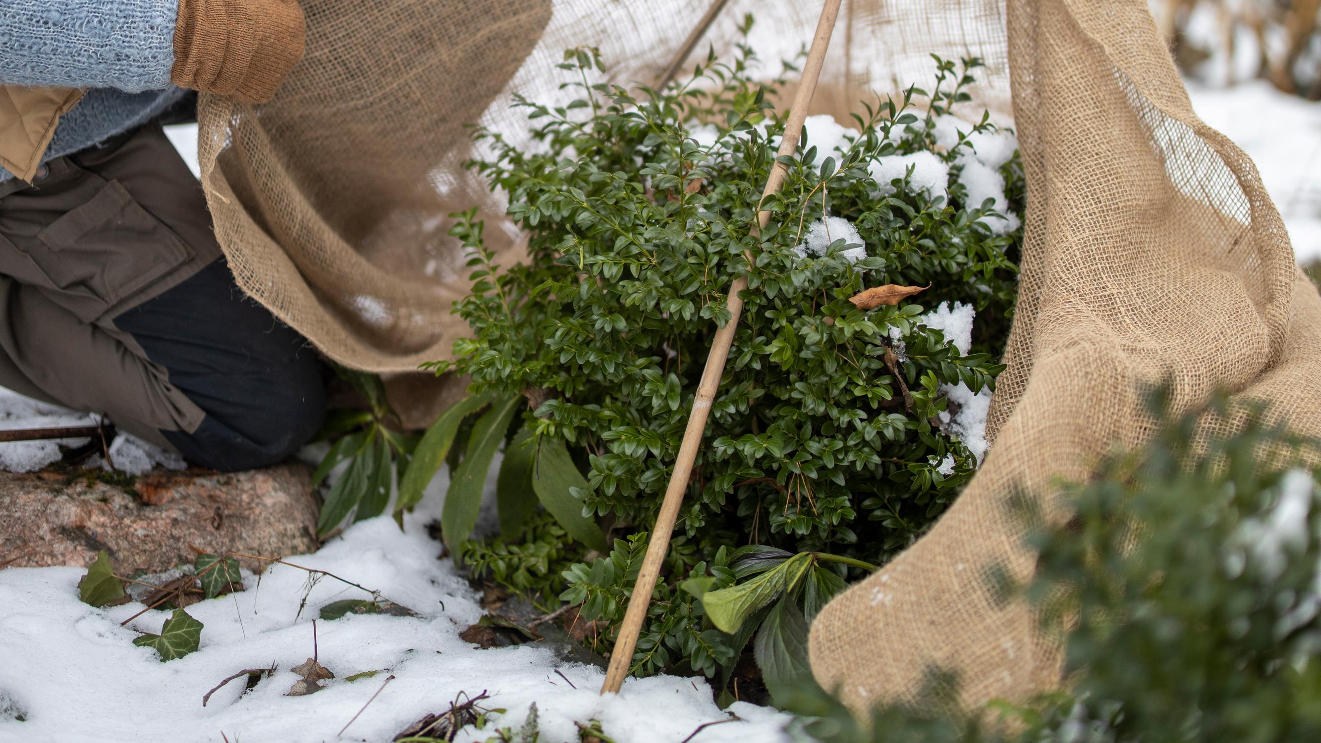 Vältä käristyminen! Joulukuusen havut käyttöön ja muut näppärät vinkit ikivihreiden kasvien suojaukseen kevätauringolta