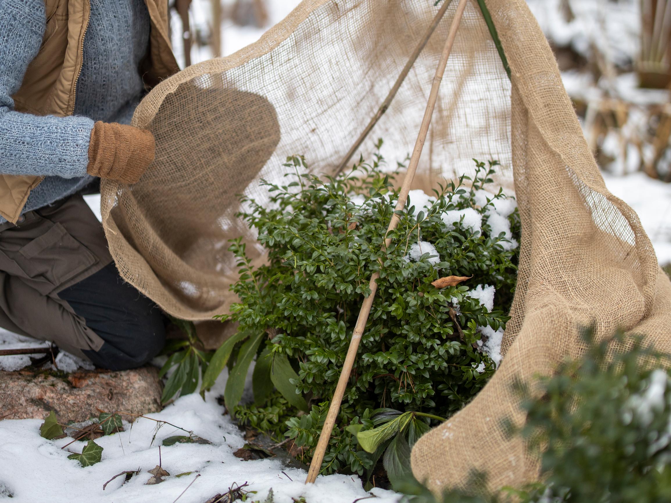 Vältä käristyminen! Joulukuusen havut käyttöön ja muut näppärät vinkit ikivihreiden kasvien suojaukseen kevätauringolta