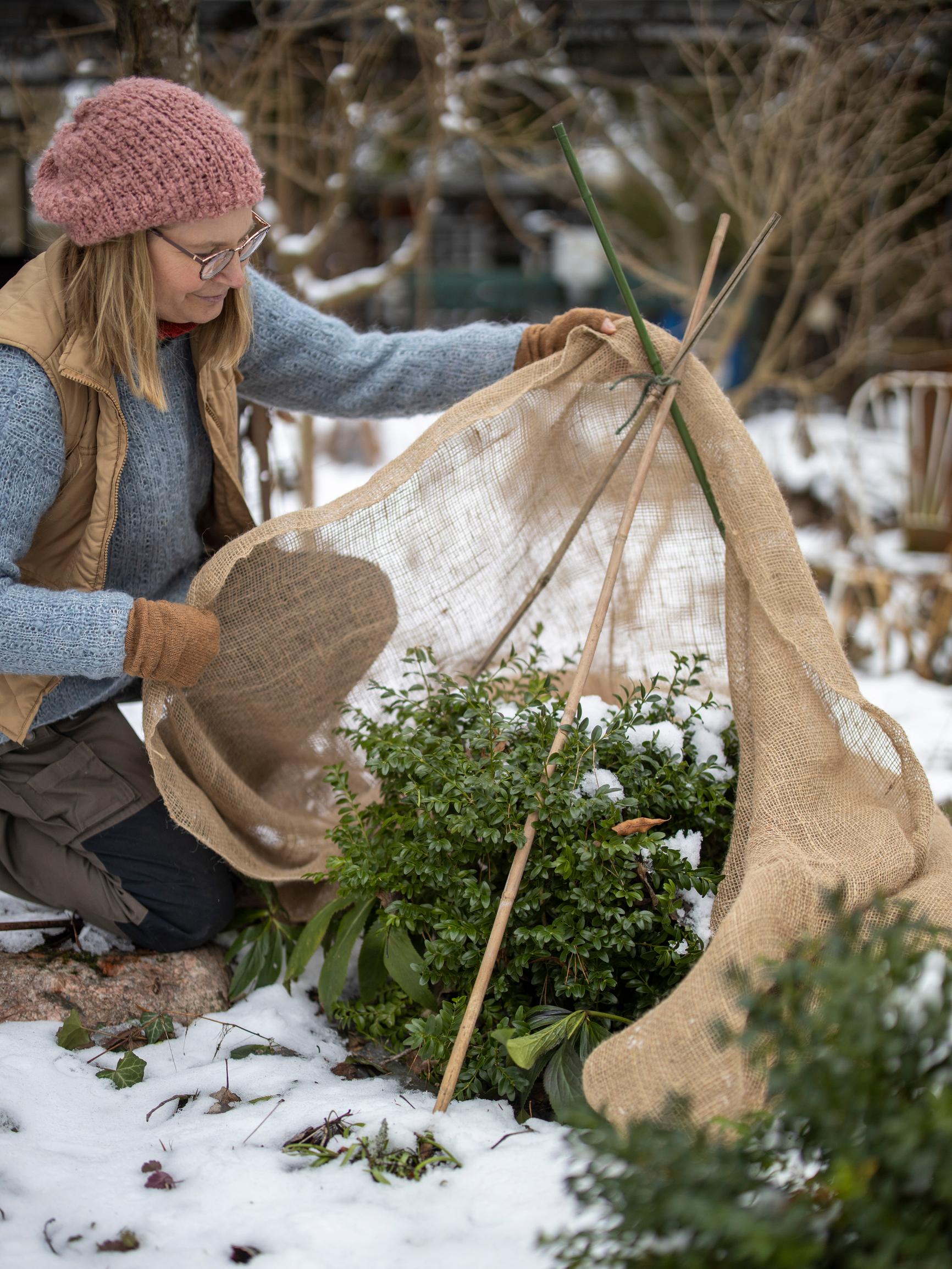 Vältä käristyminen! Joulukuusen havut käyttöön ja muut näppärät vinkit ikivihreiden kasvien suojaukseen kevätauringolta