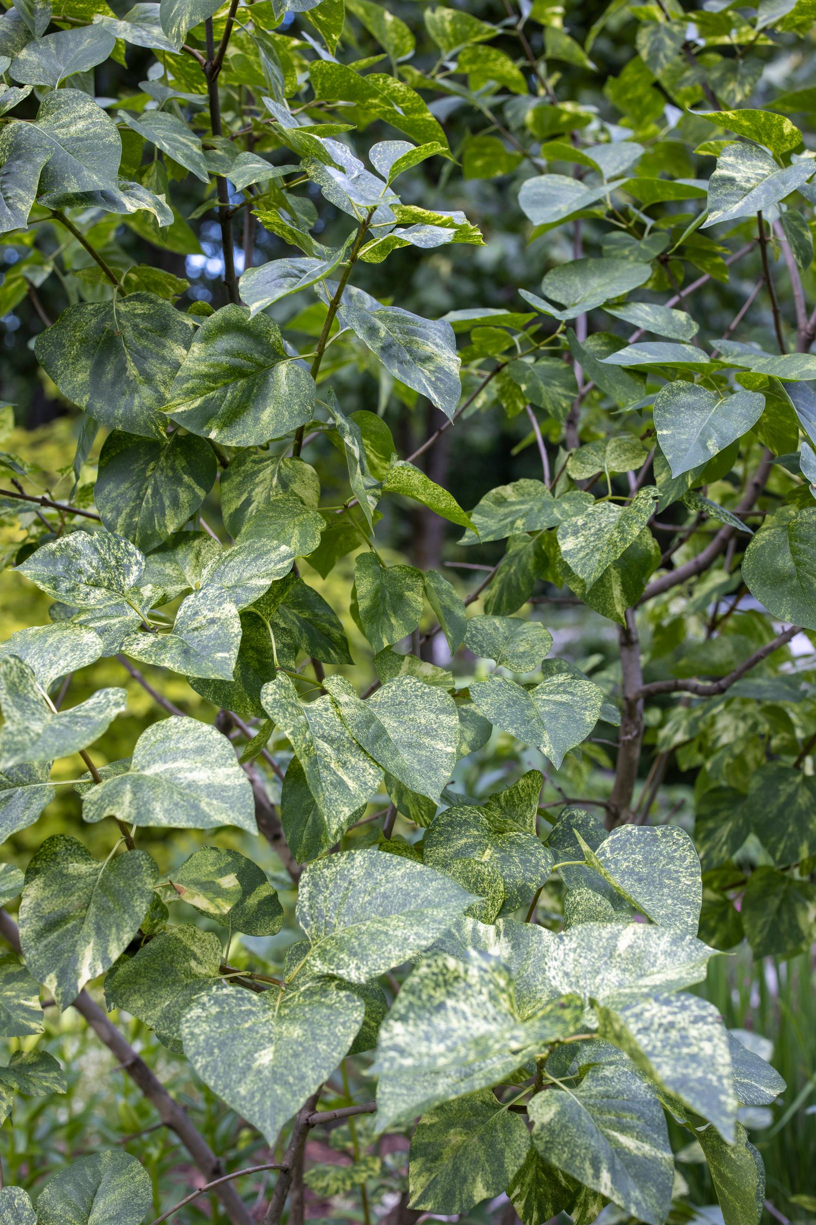 Pihasyreeni' Aucubaefolia’ 