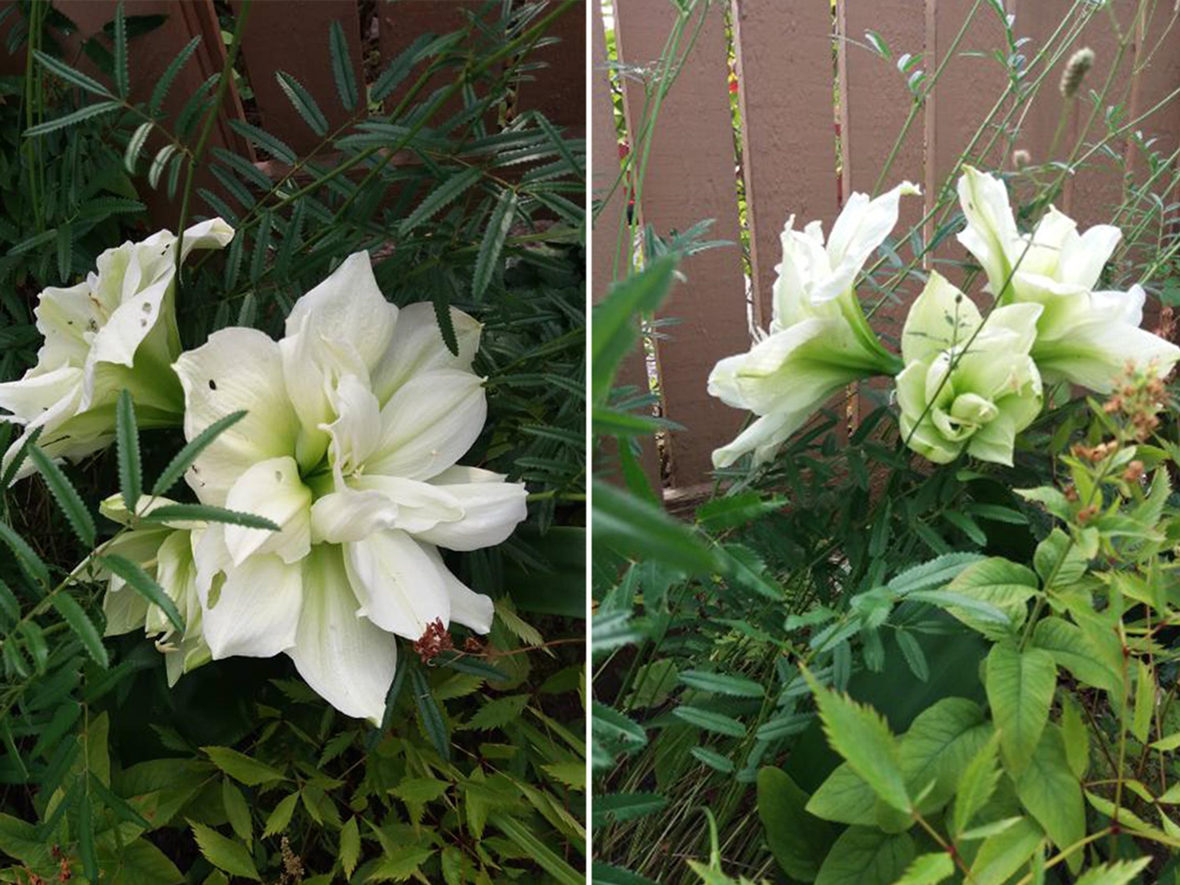 Amaryllikset kukkapenkkiin! Päivi säästi kuihtuneiden joulukukkien sipulit ja sujautti ne huhtikuussa maahan – kukinta ihastutti