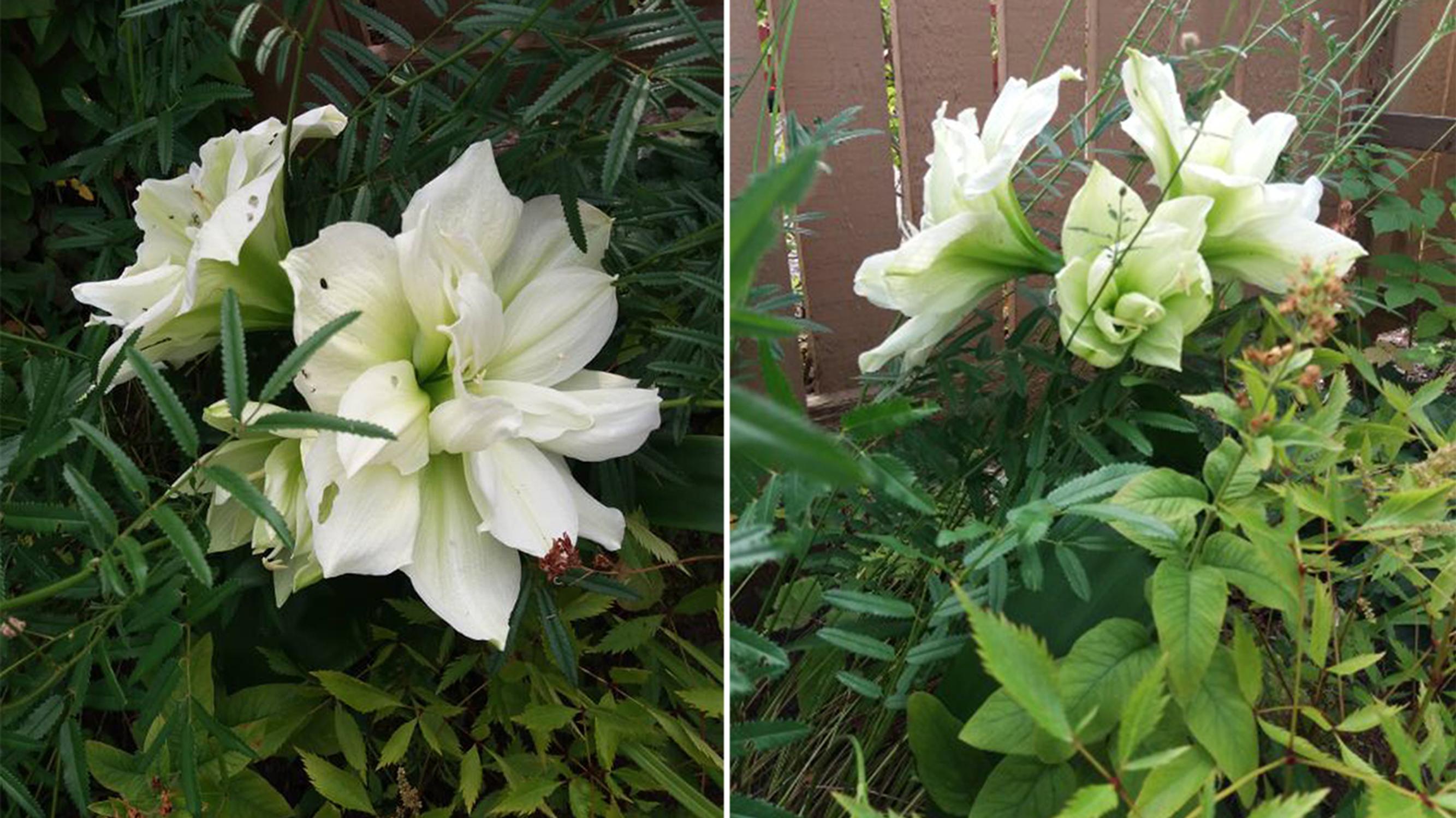 Amaryllikset kukkapenkkiin! Päivi säästi kuihtuneiden joulukukkien sipulit ja sujautti ne huhtikuussa maahan – kukinta ihastutti