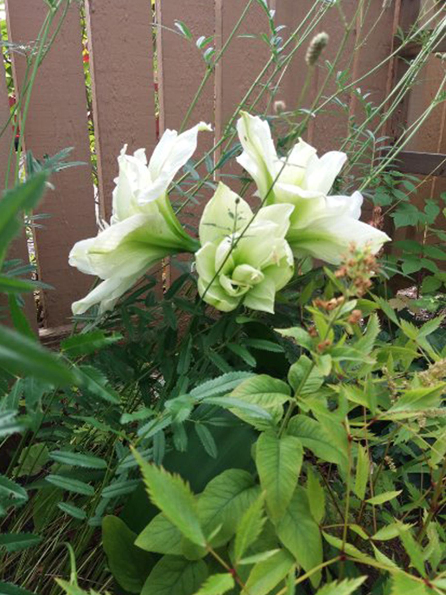 Amaryllikset kukkapenkkiin! Päivi säästi kuihtuneiden joulukukkien sipulit ja sujautti ne huhtikuussa maahan – kukinta ihastutti