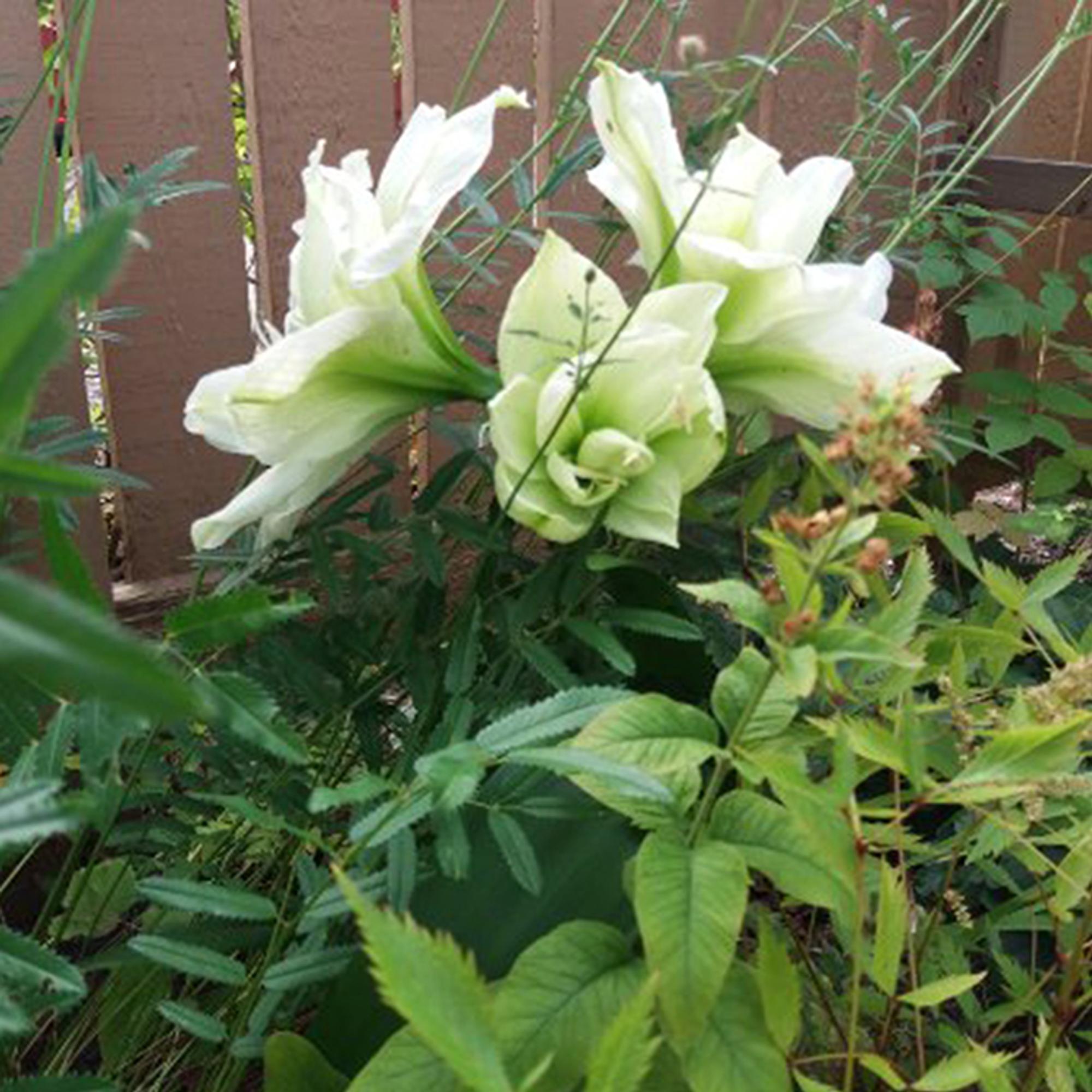 Amaryllikset kukkapenkkiin! Päivi säästi kuihtuneiden joulukukkien sipulit ja sujautti ne huhtikuussa maahan – kukinta ihastutti