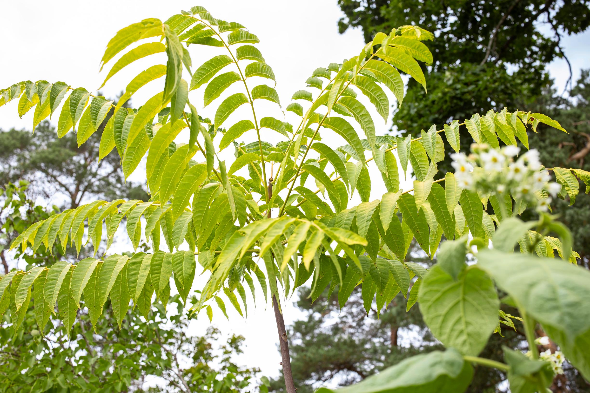 Kiinantoonapuu Toona chinensis