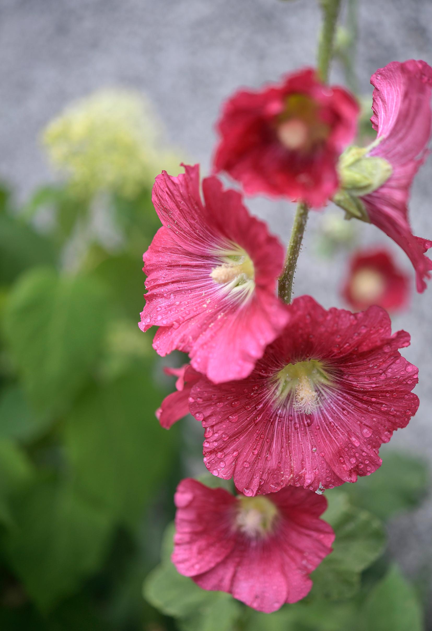 Kaksivuotiset kasvit: salkoruusu.