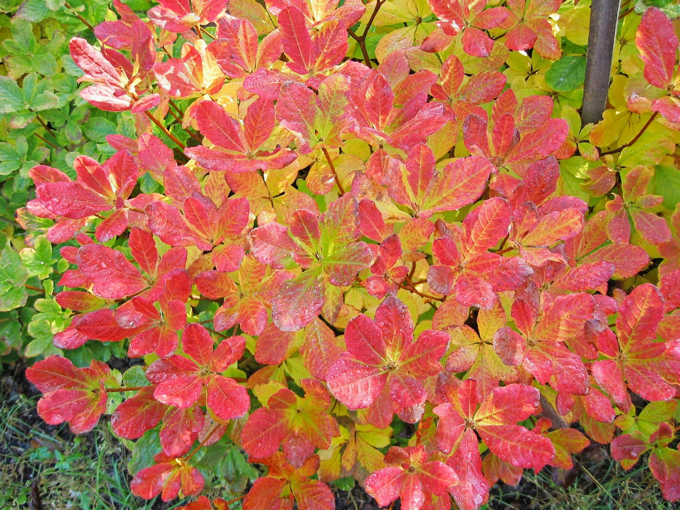 Kuningasatsalea, Rhododendron schlippenbachii