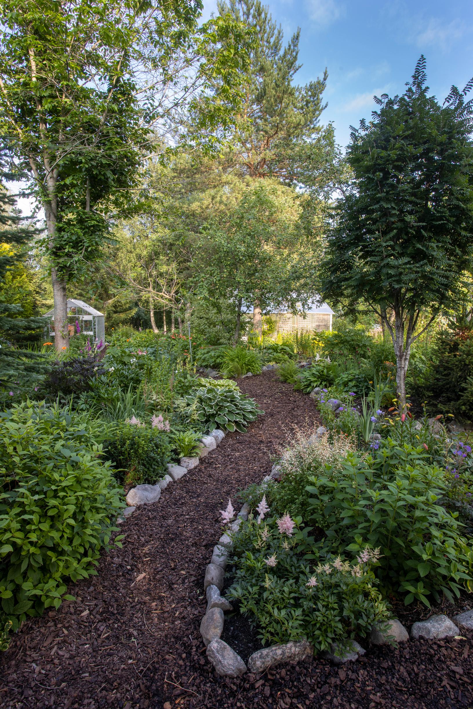 Etualalla kukkii vaaleanpunaisena jaloangervo ’Sister Theresa’. Toisella puolella polkua on valkoreunainen kuunlilja ’Francee’. 