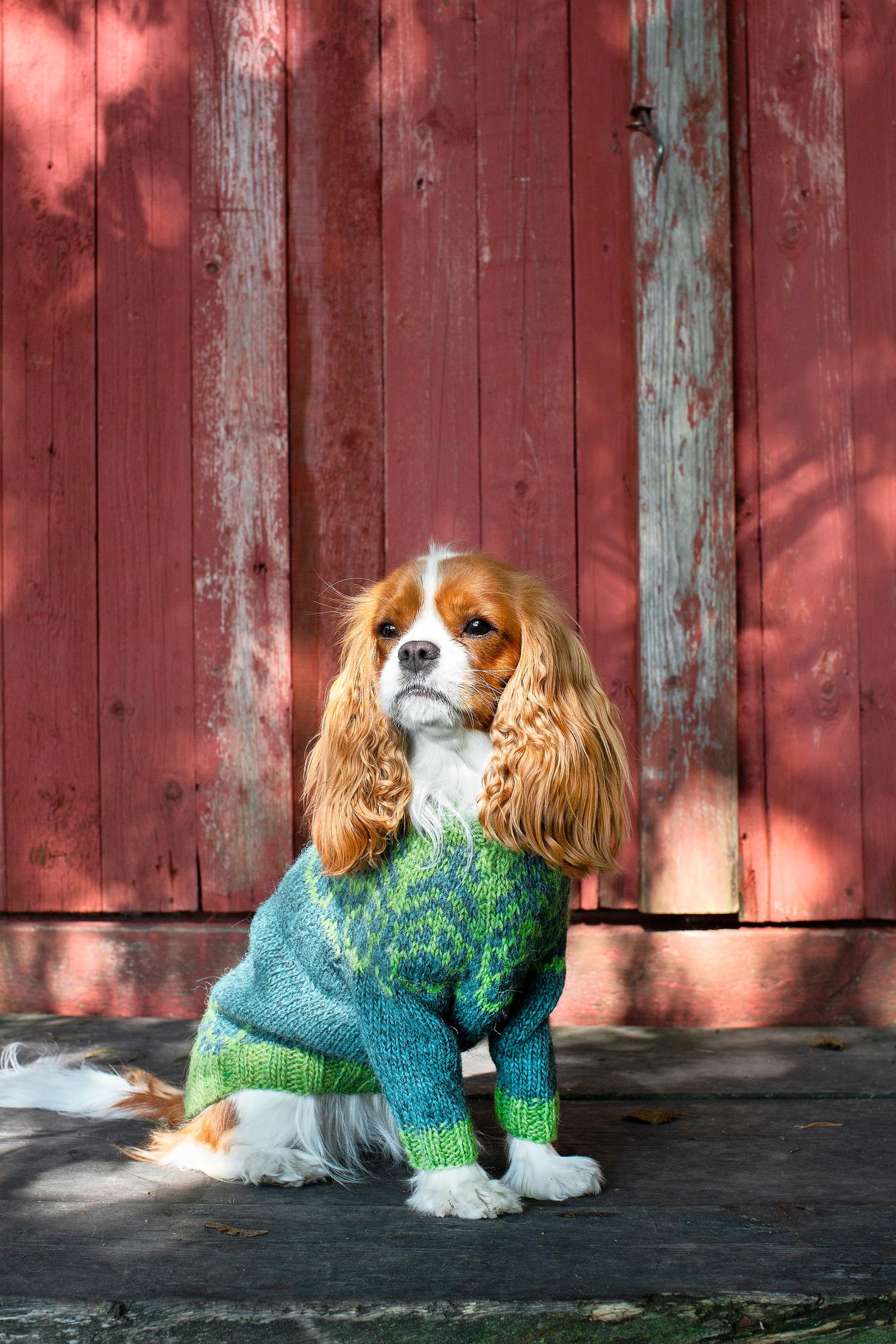 Koiran kirjoneulepaita