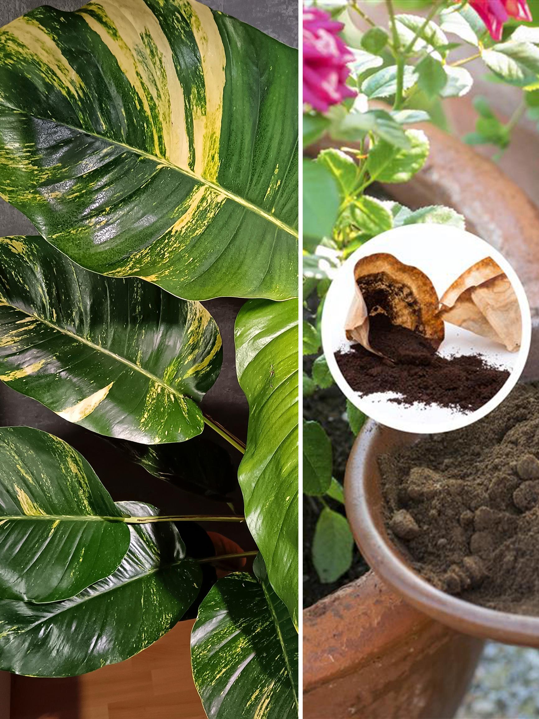 Kahvinporot puutarhassa, inkivääri ikkunalla, huonekasvi maapähkinästä sekä muut viherideat, joista vuosi 2025 muistetaan!