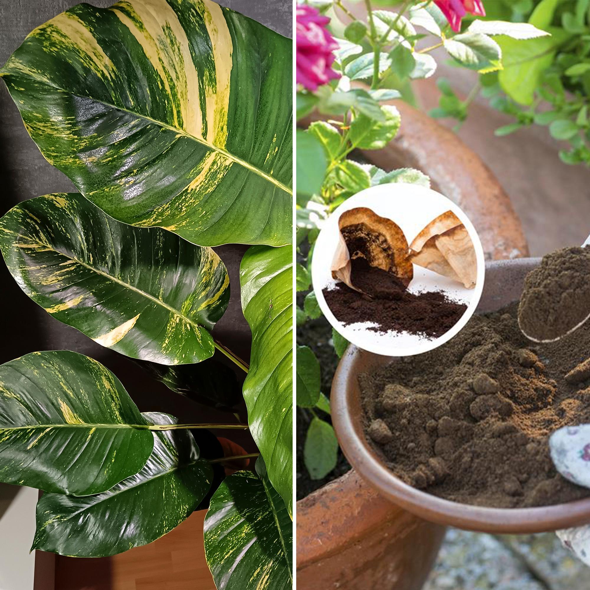 Kahvinporot puutarhassa, inkivääri ikkunalla, huonekasvi maapähkinästä sekä muut viherideat, joista vuosi 2025 muistetaan!