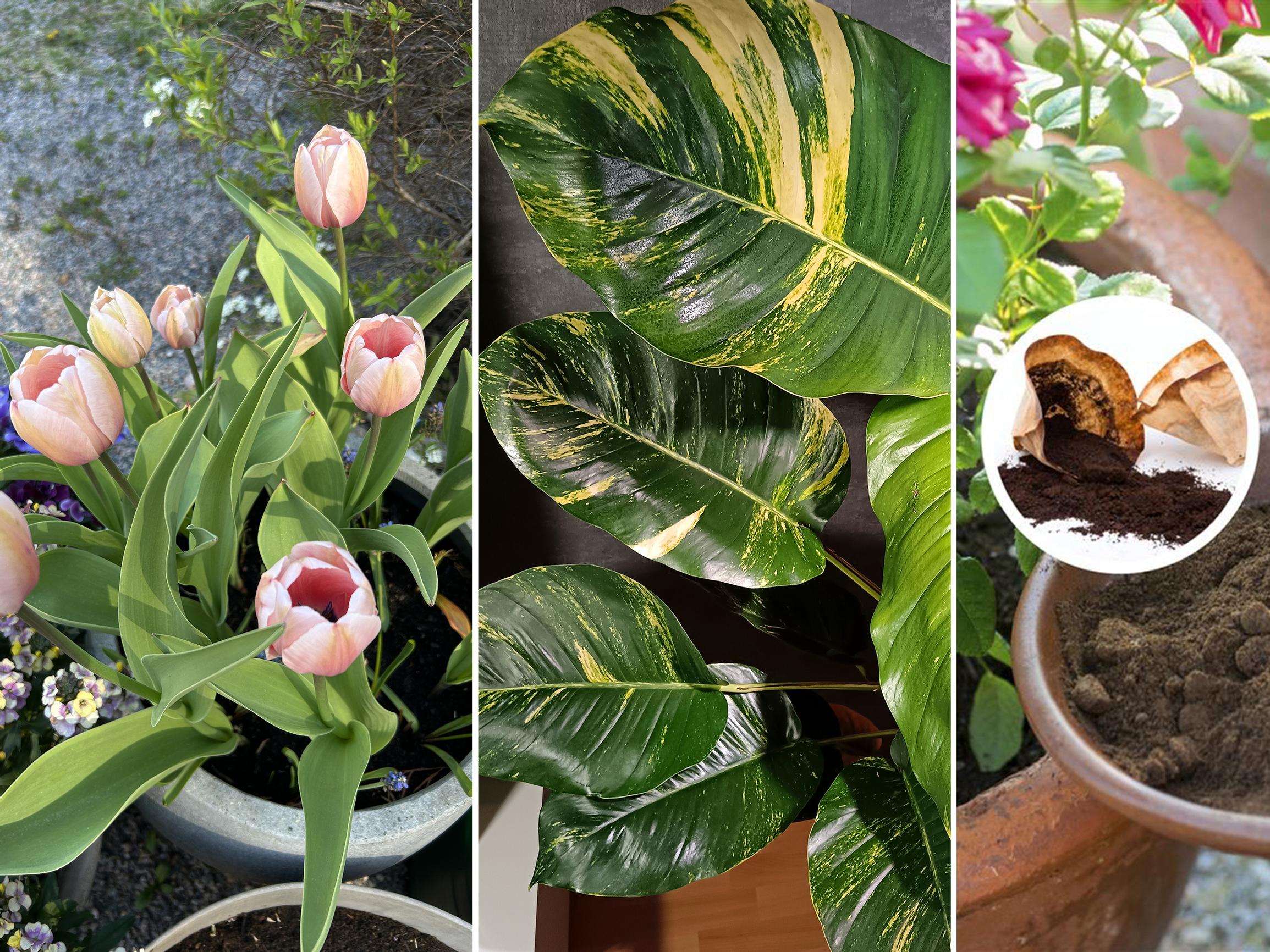 Kahvinporot puutarhassa, inkivääri ikkunalla, huonekasvi maapähkinästä sekä muut viherideat, joista vuosi 2025 muistetaan!