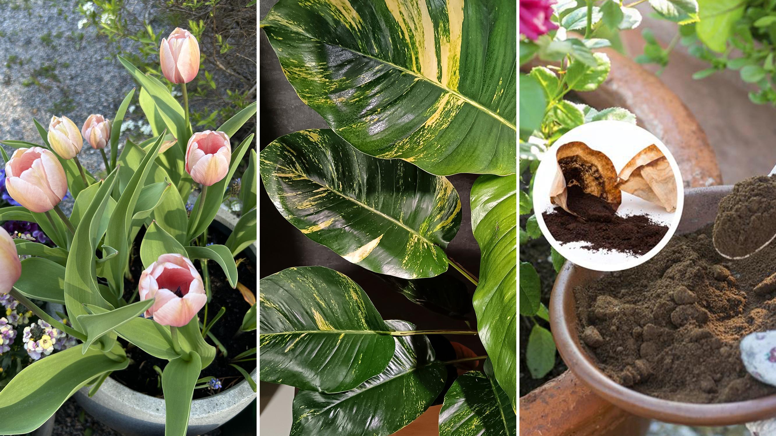 Kahvinporot puutarhassa, inkivääri ikkunalla, huonekasvi maapähkinästä sekä muut viherideat, joista vuosi 2025 muistetaan!