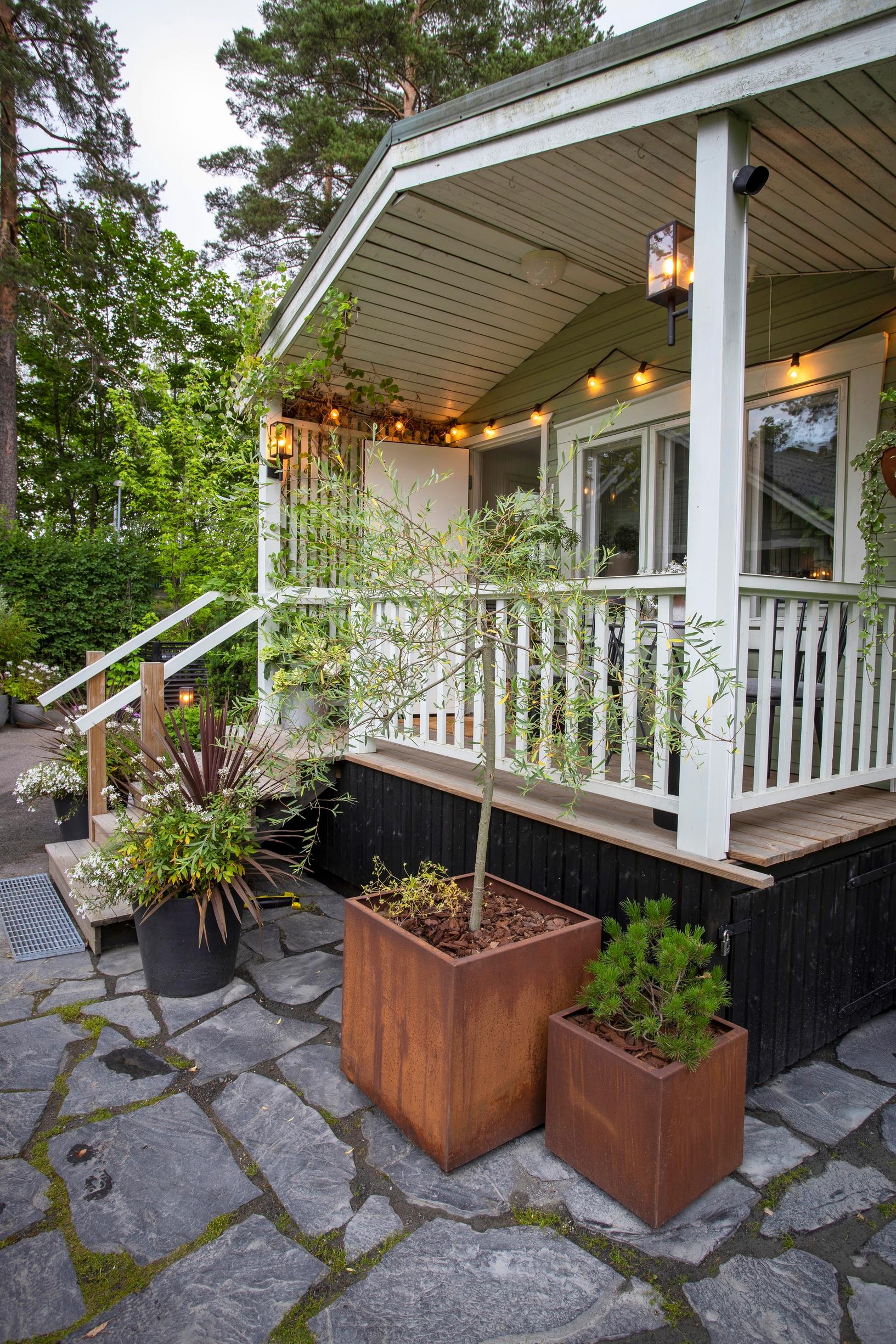 Pikkupuita ja perennoja ruukuissa kuistin edessä